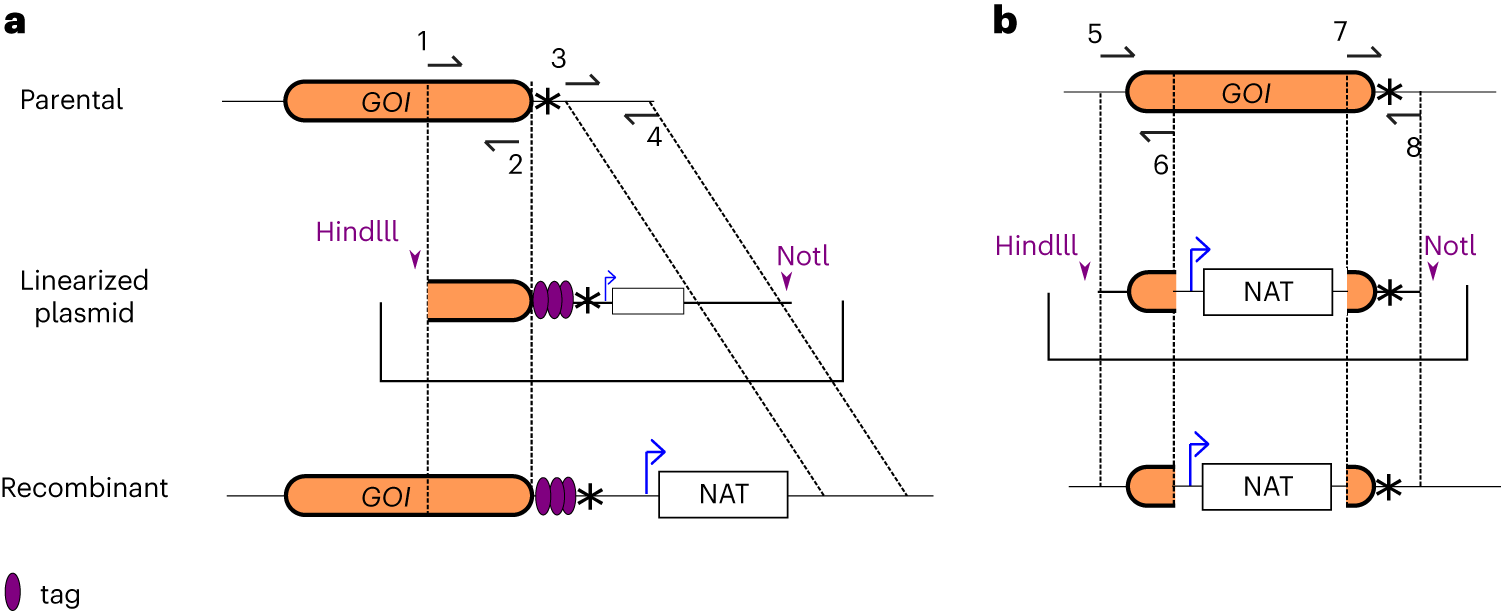 Fig. 2: Design of homology arms for gene modification by homologous recombination.