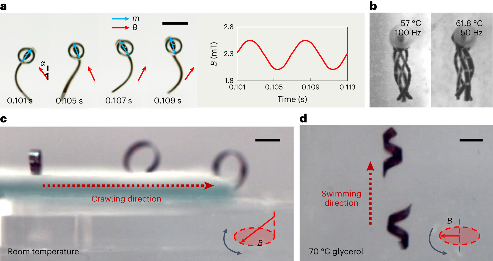 Fig. 16: Realization of multimodal locomotion of the larval zebrafish-inspired robot and the dual stimuli-responsive sheet-shaped robot.