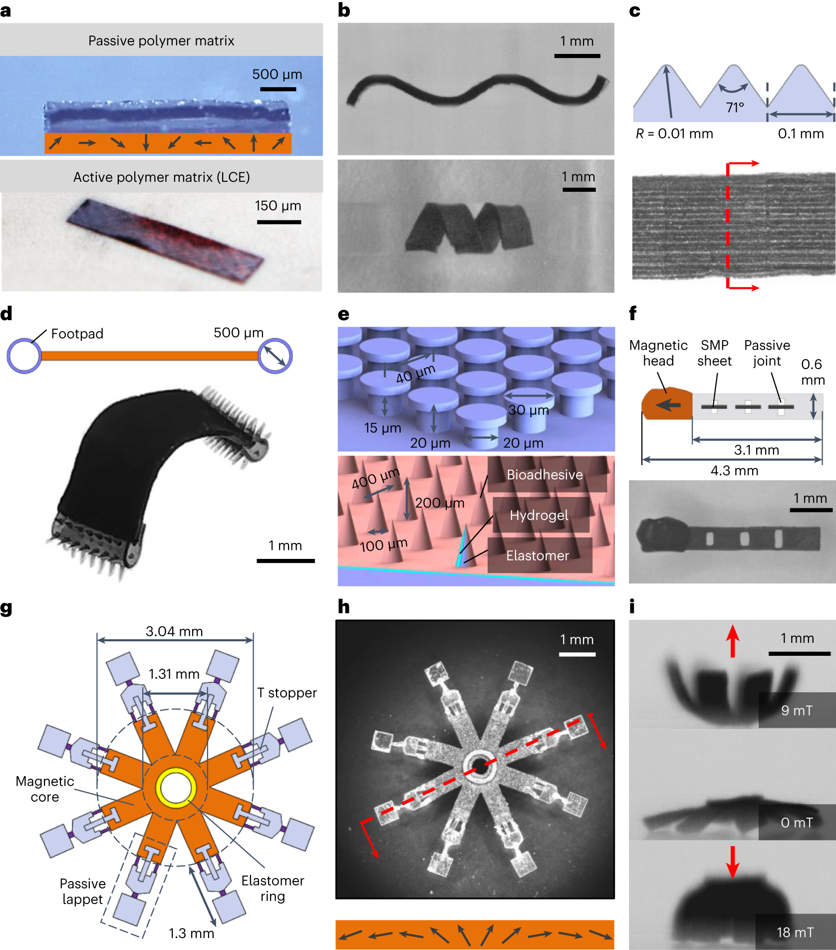 Fig. 3: Design of the magnetic soft-bodied miniature robots with multimodal locomotion.