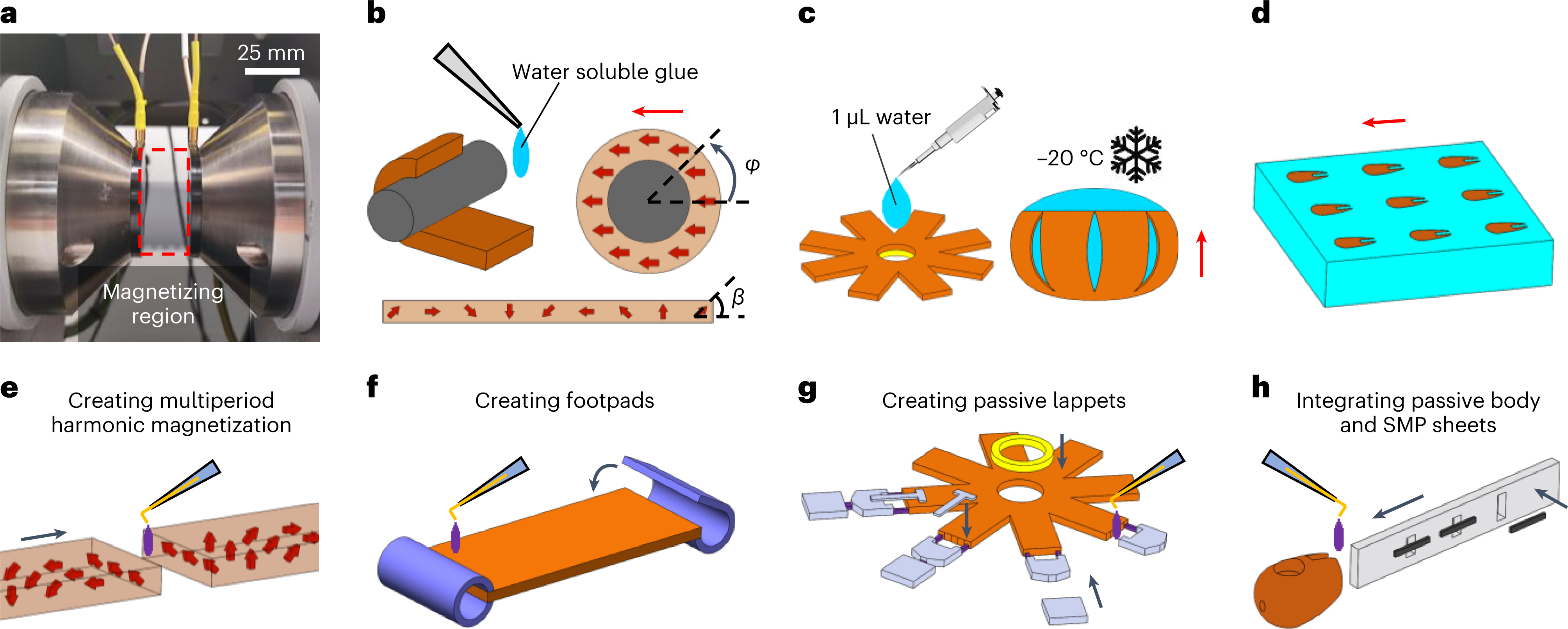 Fig. 9: Magnetizing and assembly of the soft robot components.