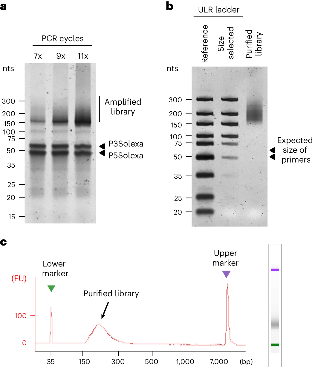 Fig. 8: Second PCR (optimization PCR) and second ProNex size selection.
