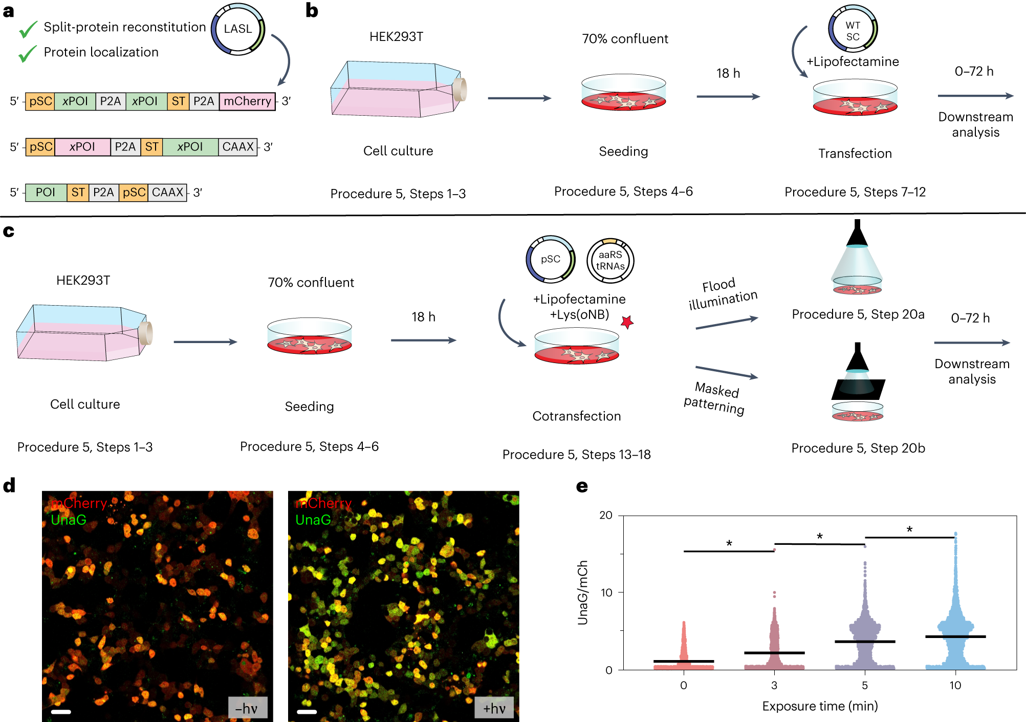 Fig. 9: Schematic overview of the workflow for LASL mammalian protein expression.