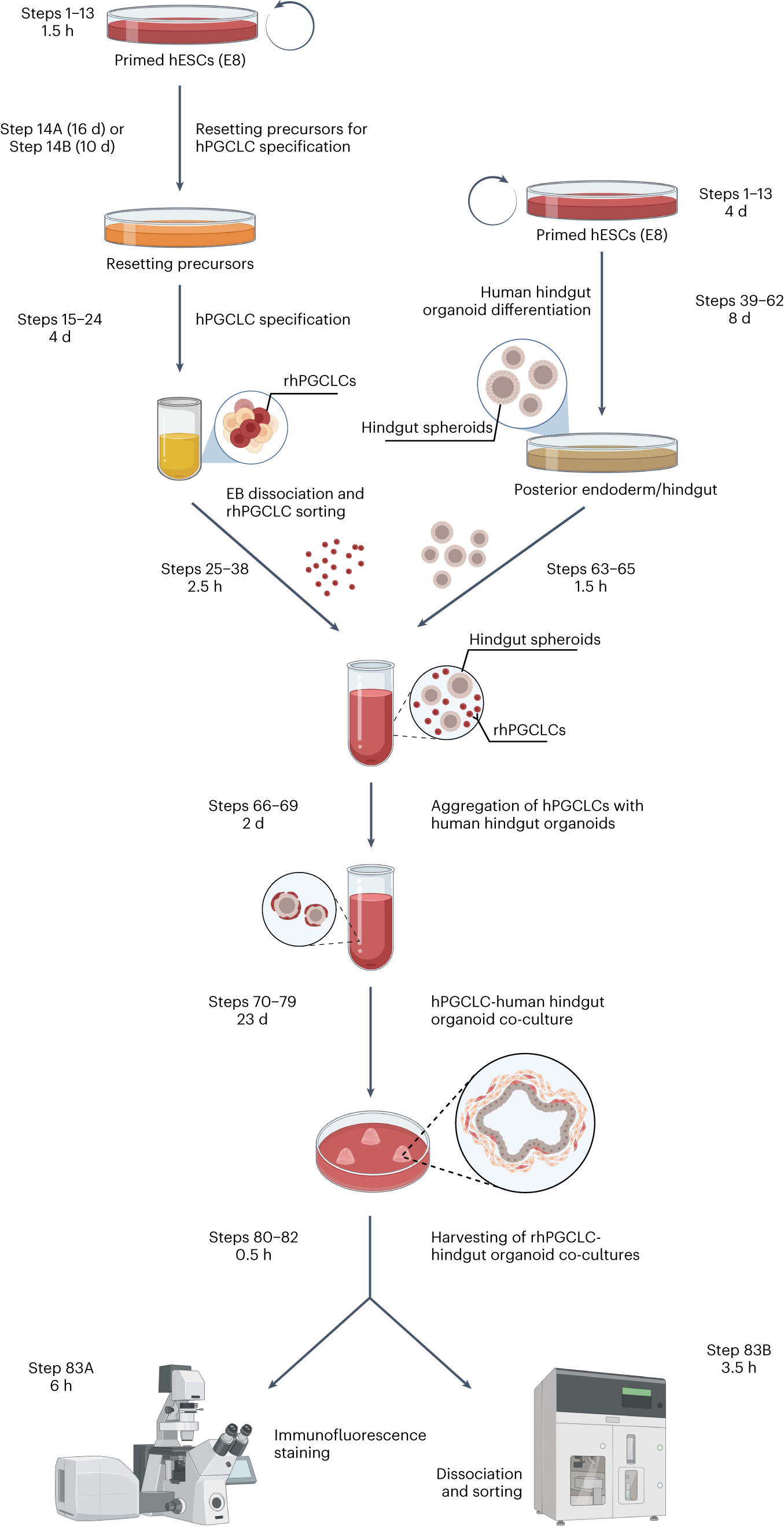 Fig. 1: Overview of the protocol.