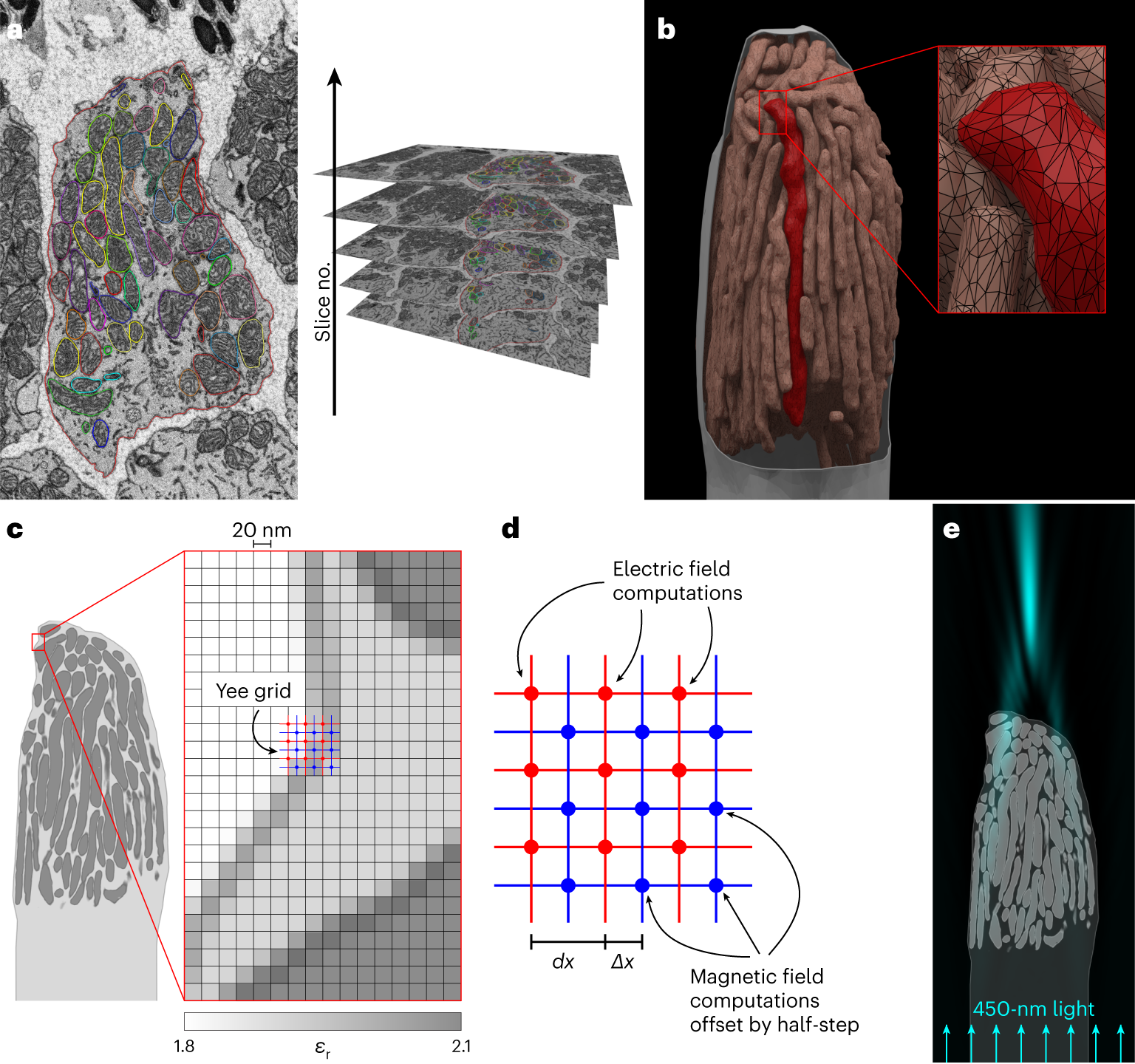Fig. 1: Discretizing structures from 3D microscopy images for computational simulations.