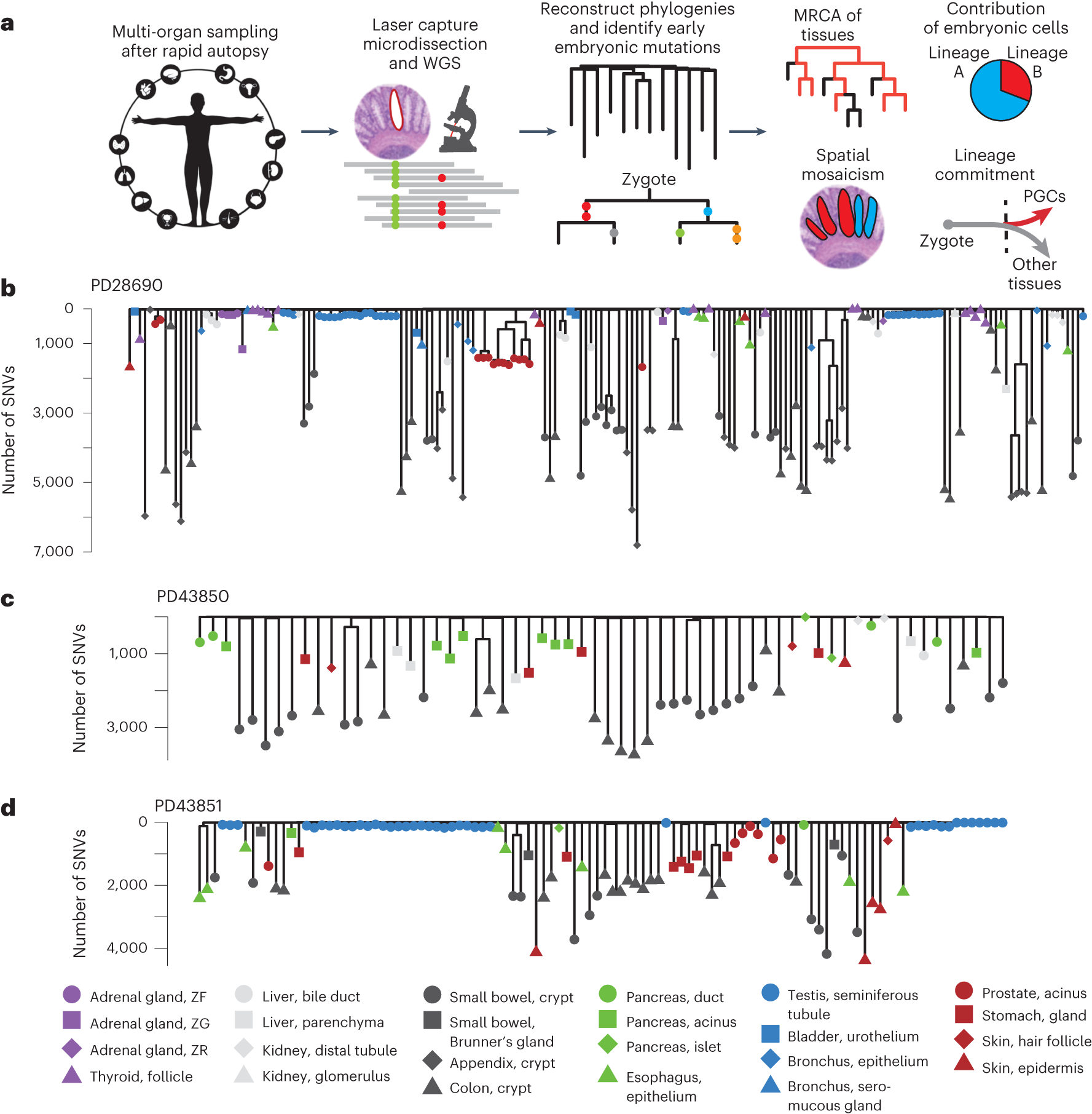 Fig. 7: Results of phylogenetic trees from Sequoia.