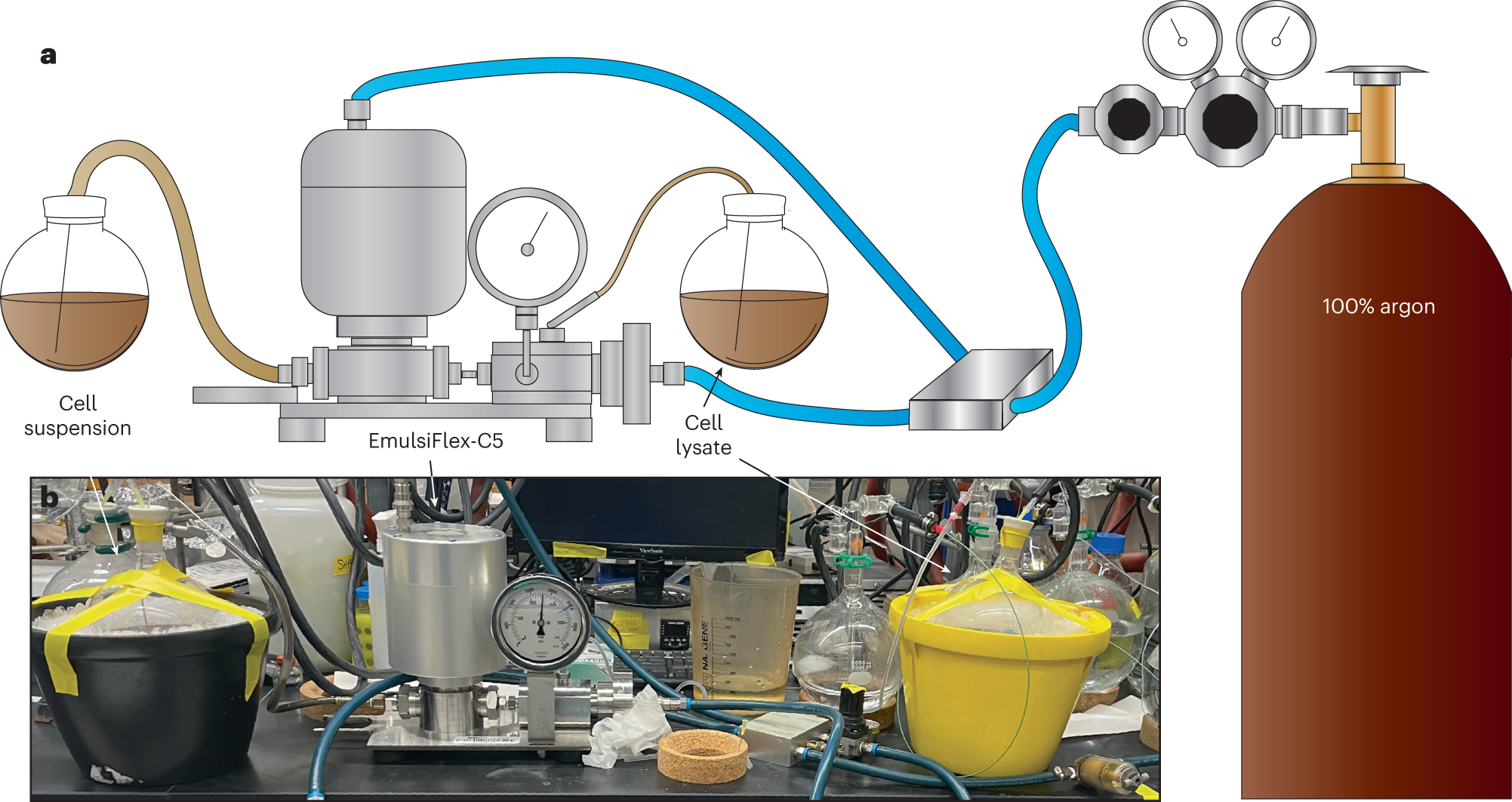 Fig. 4: Overview of anaerobic cell lysis.
