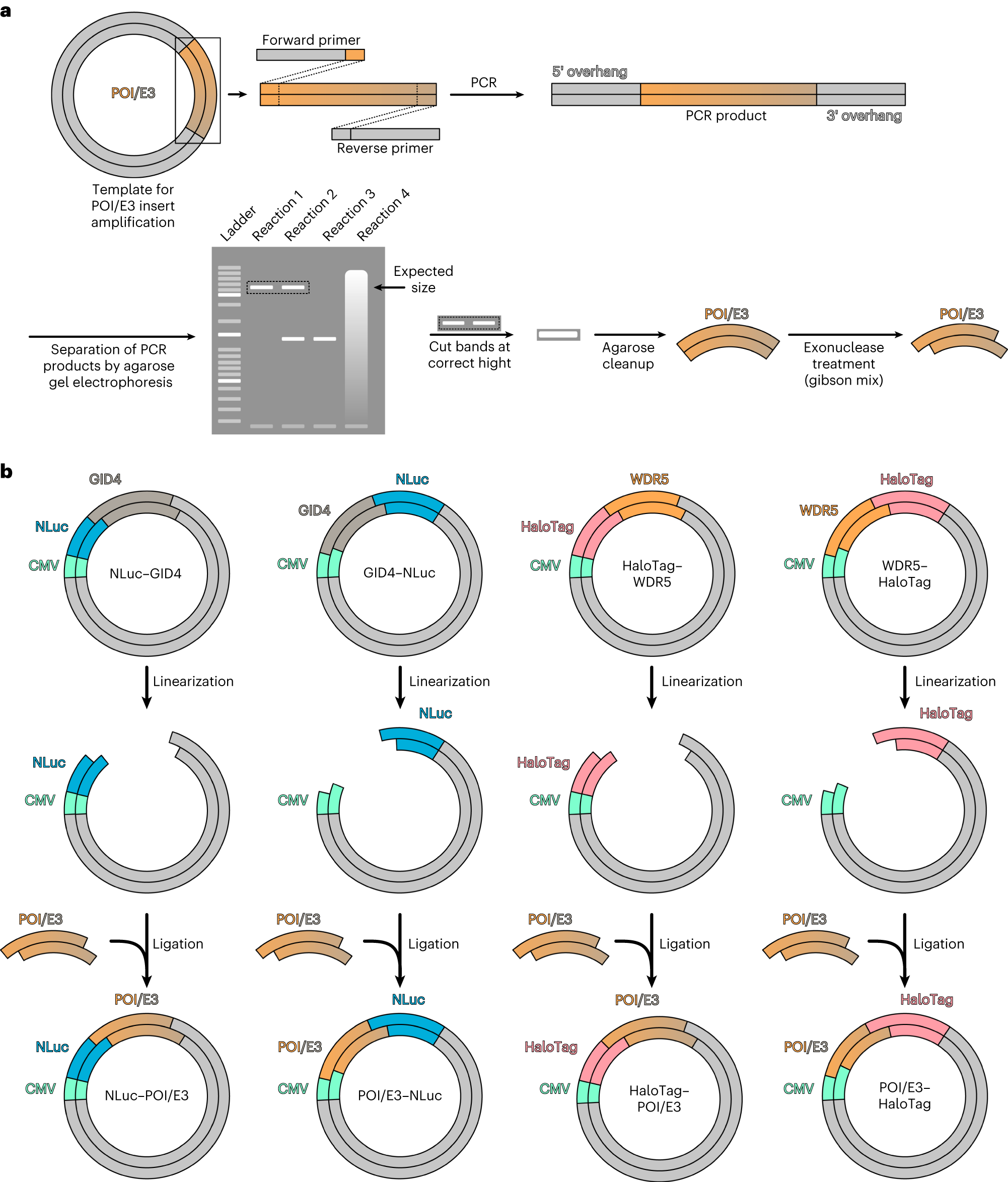 Fig. 2: Schematic representation of the cloning strategy used for the generation of the NLuc and HaloTag fusion constructs.