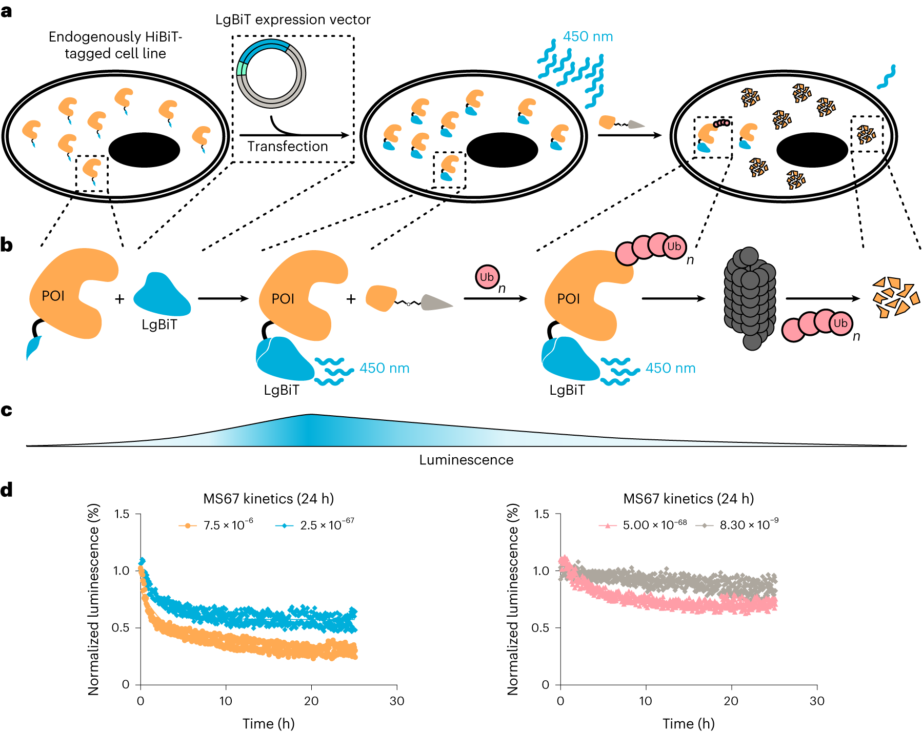 Fig. 7: Schematic overview of the HiBiT-based protein degradation measurement.