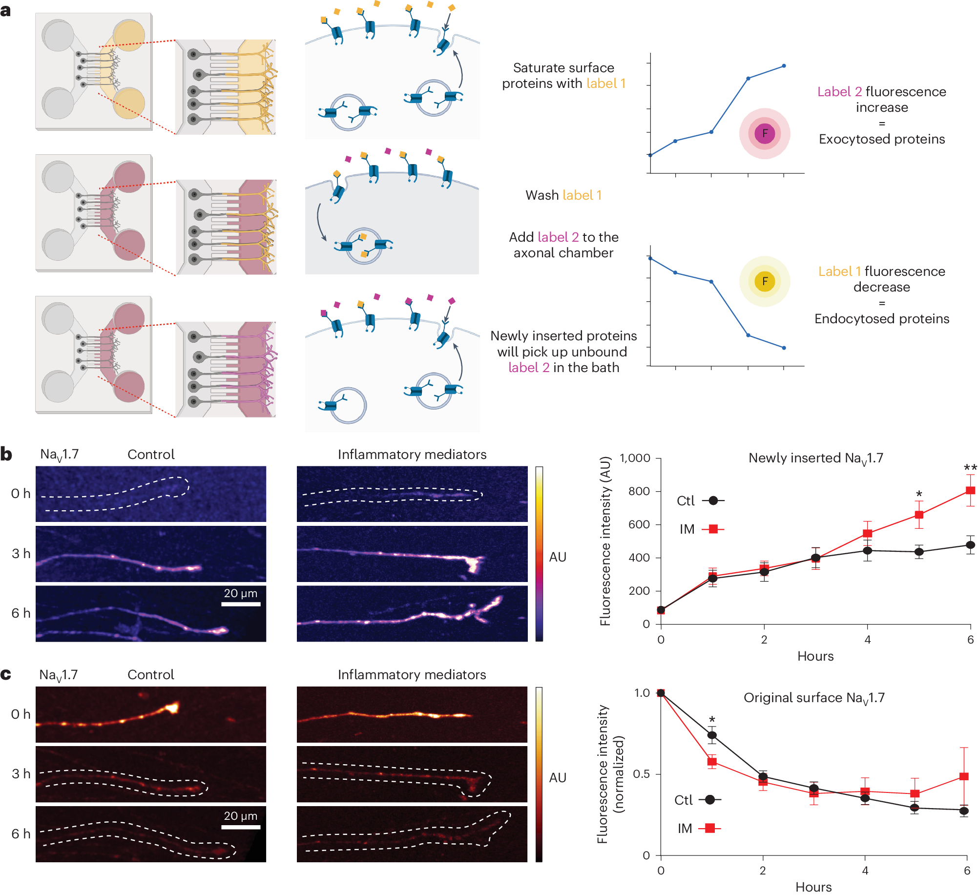 Fig. 9: Visualizing protein insertion and removal at the axonal membrane.