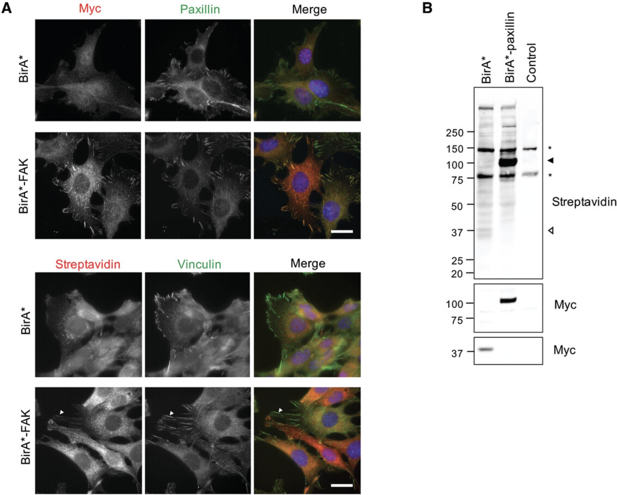 Details are in the caption following the image Validation of myc-BirA* and myc-BirA*-tagged adhesome component expression and subcellular targeting. (A) Immunofluorescence imaging of cells expressing myc-BirA* and myc-BirA*-FAK incubated with biotin for 24 hr to induce proximity-labeling. Cells were labeled with anti-myc and anti-paxillin (IAC marker), or streptavidin-conjugated fluorophore (to detect biotinylated proteins) and anti-vinculin (IAC marker). Myc-BirA*-FAK (myc) colocalized with IACs (paxillin), and biotinylated proteins in the vicinity of IACs (streptavidin and vinculin, indicated by arrowheads), while no such co-localization is observed in cells expressing the myc-BirA* control. Scale bar is 30 μm. (B) Western blotting of affinity-purified biotinylated proteins from cells expressing myc-BirA* or myc-BirA*-paxillin, alongside untransfected control cells. Biotinylated proteins (streptavidin) were observed in cells expressing BioID constructs. Anti-myc antibodies detected bands corresponding to the estimated molecular weight. Arrowhead indicates BirA*-paxillin, while empty arrowhead indicates BirA*. Bands observed in all samples (asterisks) are likely to represent endogenously biotinylated proteins.