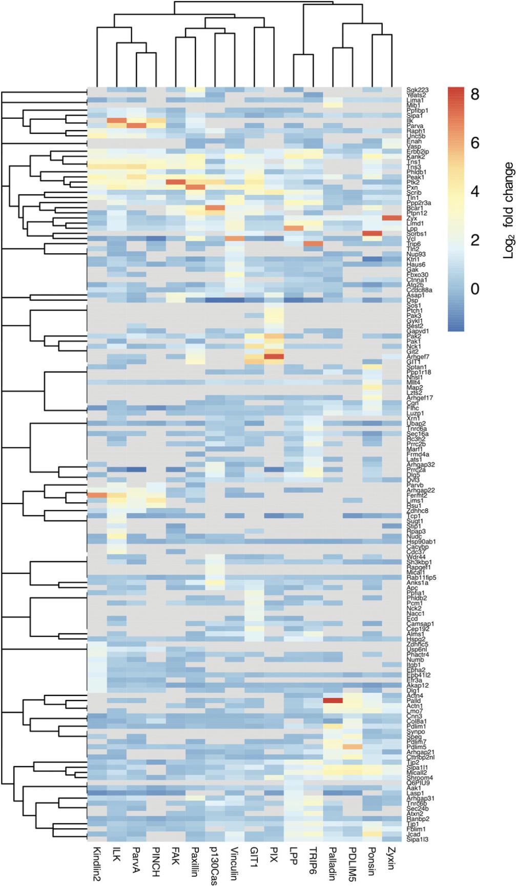 Details are in the caption following the image Hierarchical cluster analysis was performed on high-confidence proximal interactors (BFDR ≤ 0.05, present in at least 2 repeats) identified by 16 BioID baits and displayed as a heatmap. BioID baits were clustered using the Jaccard distance of the presence (BFDR ≤ 0.05) or absence (BFDR > 0.05) of prey, while preys were clustered using the Euclidean distance of fold-change enrichment over BirA* control. Log<sub>2</sub> fold changes were displayed as a heatmap.