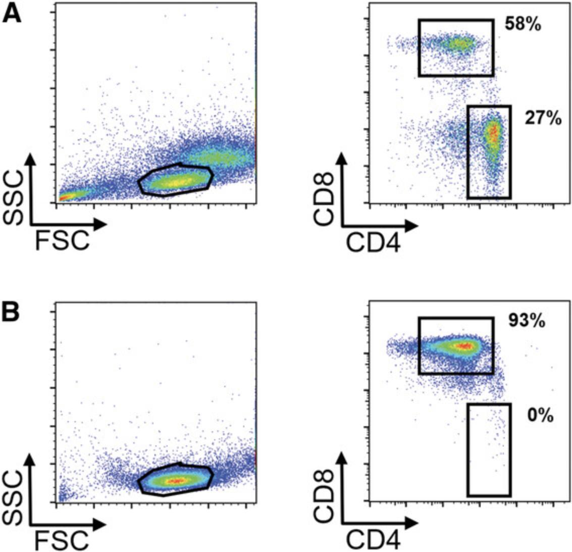 Details are in the caption following the image Isolation of CD8<sup>+</sup> from healthy donor PBMC. PBMCs were isolated from LRC using Ficoll density gradient (Day 1, 1/3) and CD8-positive T cells were isolated by magnetic separation (Day 1, 2/3). PBMCs (A) and T cells after isolation (B) were stained with CD4-PE/Cy7 and CD8-VioBlue and subjected to analysis on a Miltenyi MACSQuant flow cytometer. Gates were set on lymphocytes (FSC/SSC).