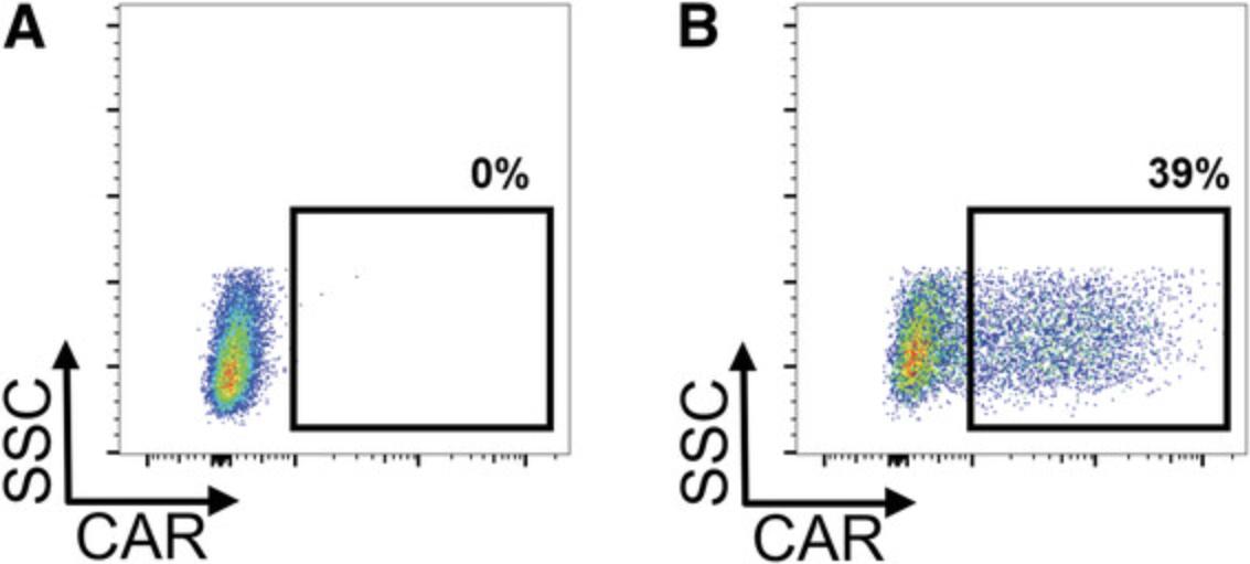 Details are in the caption following the image Efficacy of lentiviral gene transfer. CD8-positive T cells were activated (Day 1, 3/3) and lentivirally transduced (Day 2) with a transgene encoding for CAR and truncated EGFR as transduction marker. 6 days after transduction, cells were stained with CD8-VioBlue and EGFR-specific antibody to detect the CAR<sup>+</sup> cells. Cells were subjected to analysis on a Miltenyi MACSQuant flow cytometer. Gates were set on Lymphocytes (FSC/SSC) and CD8<sup>+</sup> T cells.