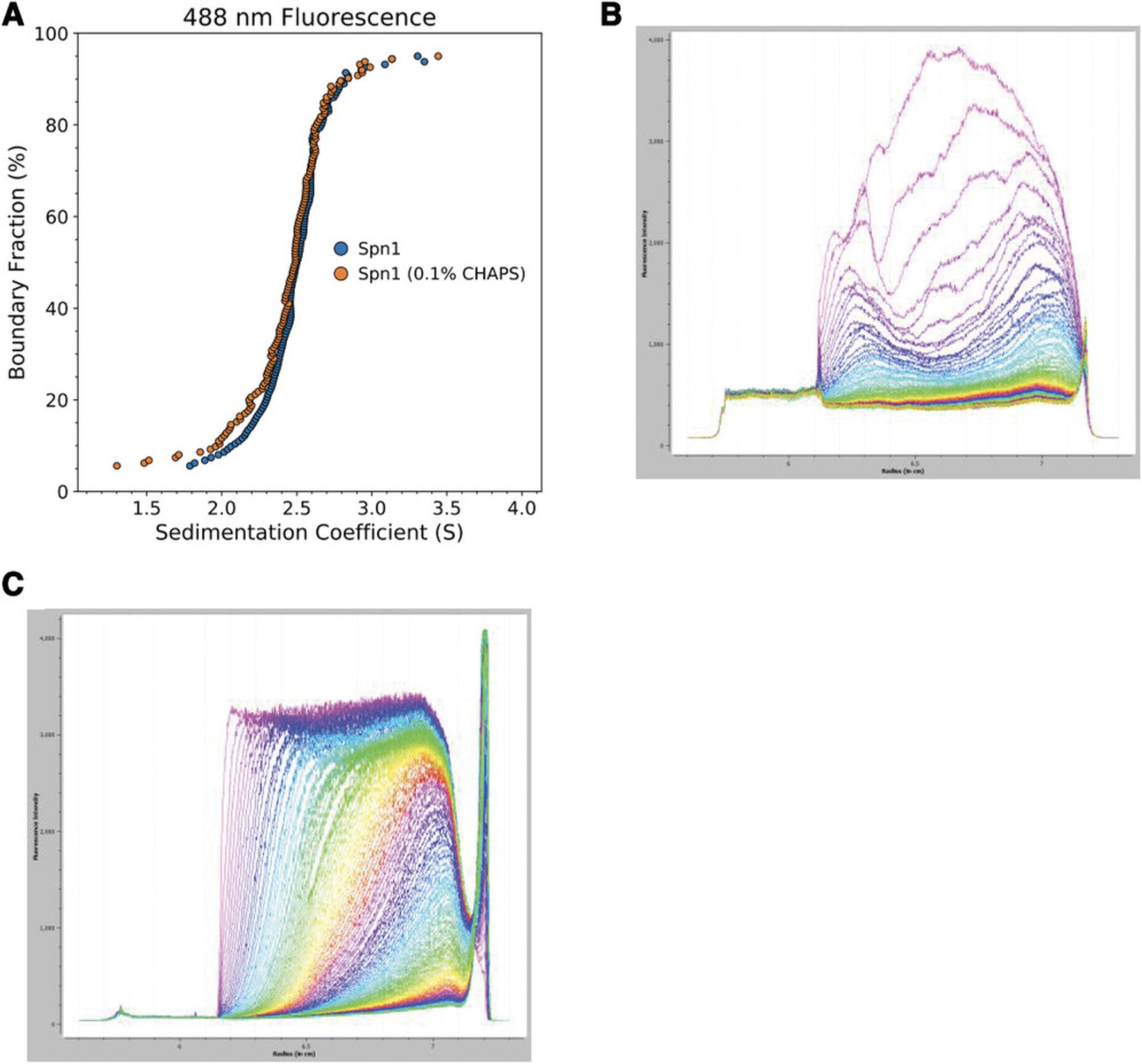 Details are in the caption following the image Buffer detergents can rescue particle solubility issues, with a negligible effect on observed sedimentation. (A) G(s) distributions from an SV-AUC-FDS experiment with Alexa488-labeled Spn1, a 49-kDa protein with a globular core and intrinsically disordered N- and C-terminal regions comprising about half the total mass. Samples contained 50 nM Spn1 with or without 0.1% CHAPS detergent in the buffer. (B) Raw data collected from an SV-AUC-FDS run with Alexa488-labeled Spn1 combined with an equimolar amount of histone H3-H4 dimer in buffer containing 20 mM Tris (pH 7.5) and 150 mM NaCl. The y-axis shows raw fluorescence intensity counts, and radial position (scanning outward along the sample cell) is shown on the x-axis. Progressive loss of total signal and the signal dip of varying magnitudes across the middle radial positions obscure the sedimentation of any remaining soluble particles and render the data unfit for analysis. (C) Raw data collected from the same SV-AUC-FDS run described in (B) from a sample containing Alexa488-labeled Spn1 combined with an equimolar amount of histone H3-H4 dimer in buffer containing 20 mM Tris (pH 7.5), 150 mM NaCl, and 0.1% CHAPS. The y-axis shows raw fluorescence intensity counts, and radial position (scanning outward along the sample cell) is shown on the x-axis. Consistent boundary shape and total signal enable easy observation of homogenous sedimentation toward the cell bottom.