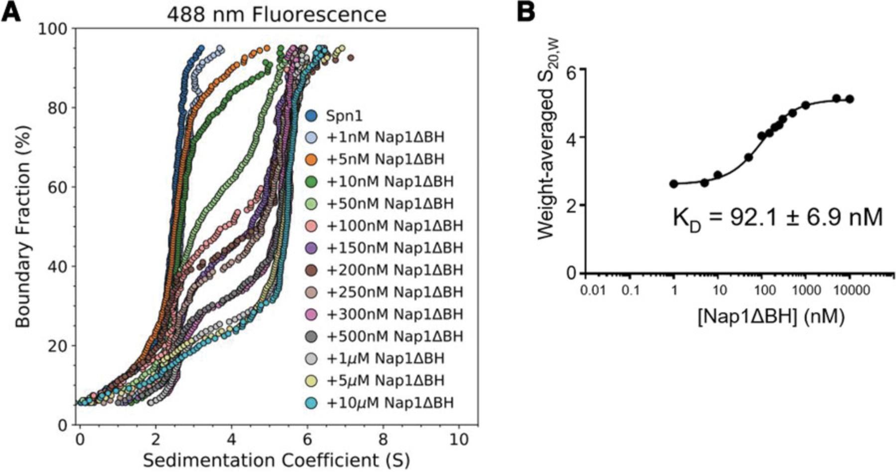 Details are in the caption following the image Binding affinity quantitation by SV-AUC-FDS. (A) G(s) distributions from an SV-AUC-FDS experiment with Alexa488-labeled Spn1 (10 nM) and varying Nap1Δ βH concentration. Binding results in a shift in fluorescence signal from ∼2.6 S to ∼5.6 S. (B) Weight-averaged S values of the single-experiment results in Figure 2A, plotted as a function of Nap1Δ βH concentration and fit with GraphPad Prism's quadratic binding equation.