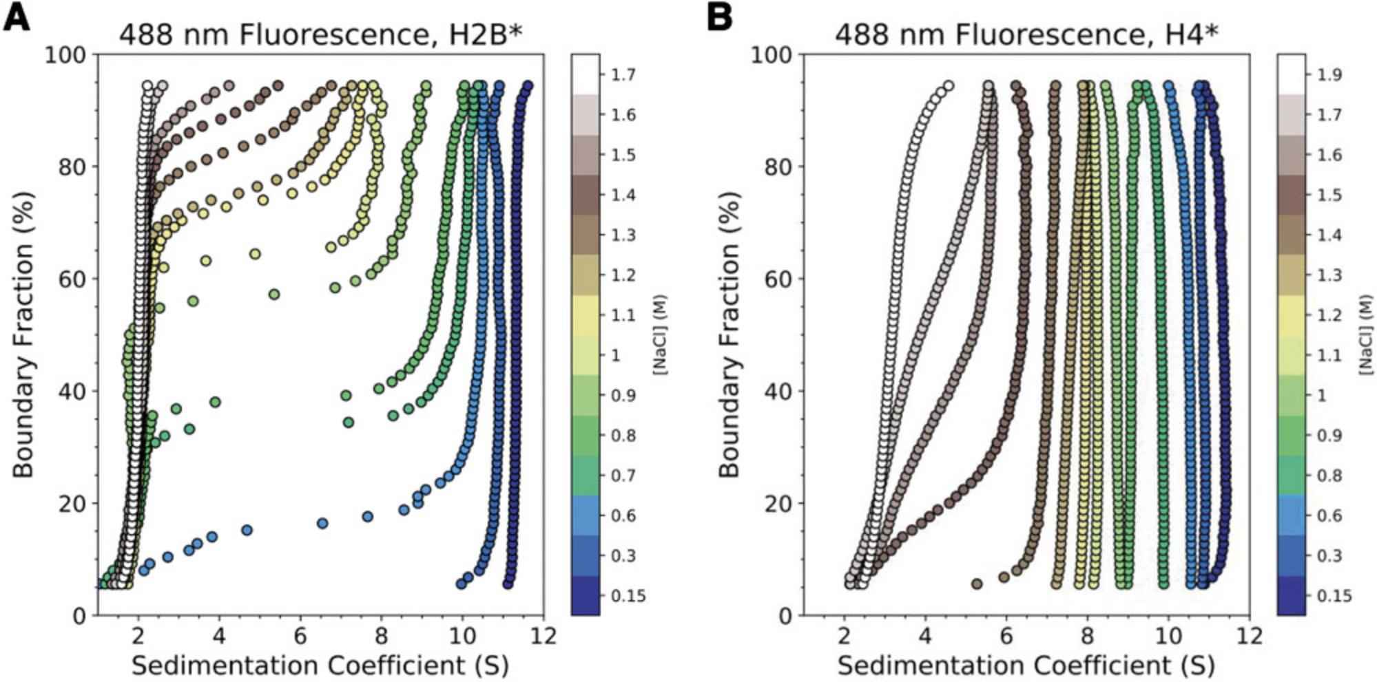 Details are in the caption following the image Salt-induced unfolding of eukaryotic nucleosomes monitored by SV-AUC-FDS. (A) G(s) distributions from an SV-AUC-FDS experiment with Alexa488-labeled H2B (T112C) included in 147-bp X. laevis nucleosomes starting at ∼0 M NaCl. Dissociation of H2A-H2B* is observed as a function of ionic strength at ≥0.6 M NaCl. (B) G(s) distributions from an SV-AUC-FDS experiment with Alexa488-labeled H4 (E63C) included in 147-bp X. laevis nucleosomes starting at ∼0 M NaCl. An increasing NaCl concentration results in a decrease in sedimentation between 0.15 and 1.3 M, with dissociation of H3-H4 from DNA at higher salt concentrations.