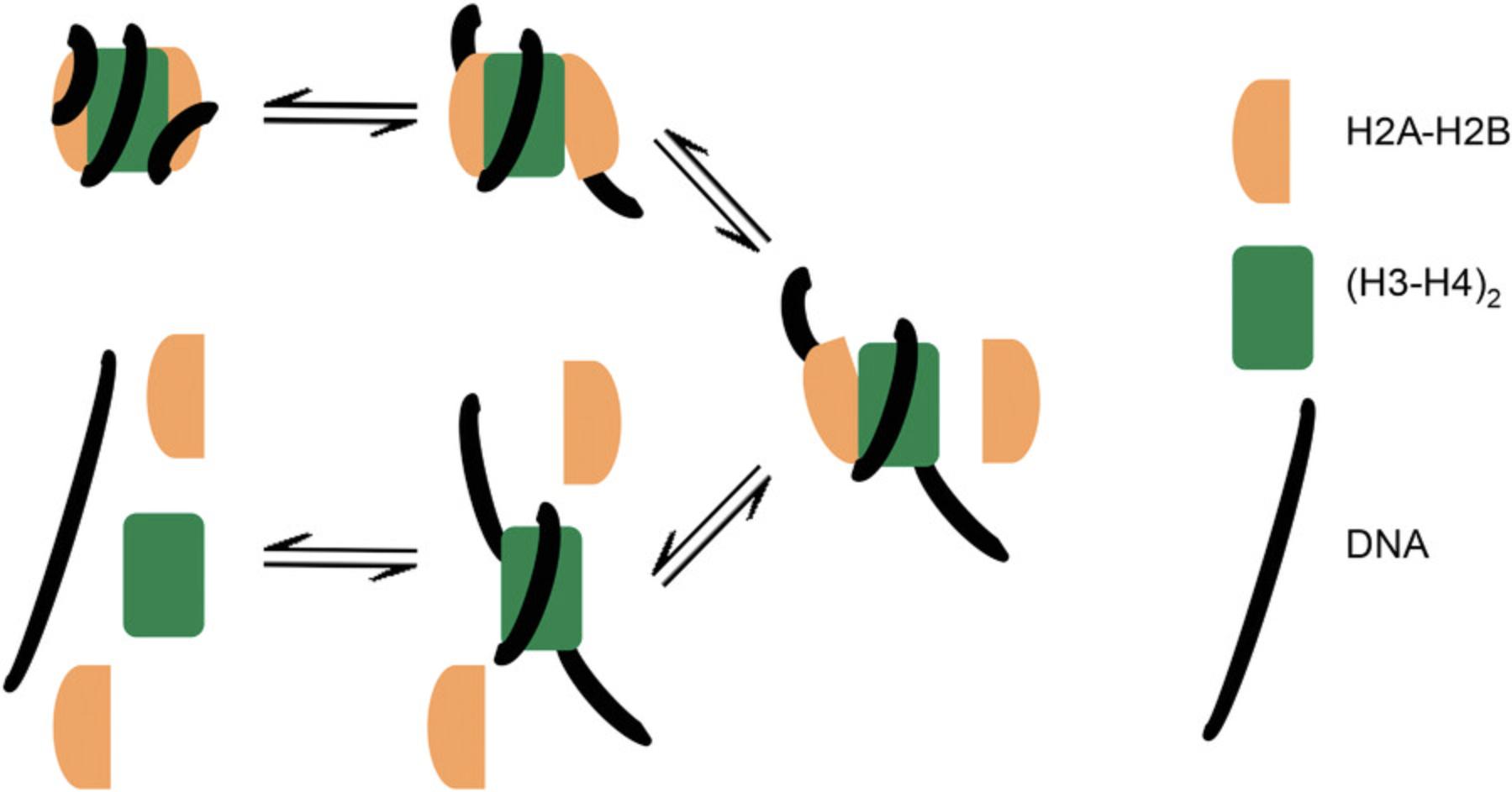 Details are in the caption following the image Schematic of the ionic strength–induced nucleosome folding/unfolding process observed in Case Study 3. Folded nucleosomes (top left) first partially unwrap, followed by sequential loss of H2A-H2B dimers. After H2A-H2B dissociation, increasing ionic strength dissociates (H3-H4)<sub>2</sub> from DNA, resulting in a mixture of DNA, H2A-H2B, and (H3-H4)<sub>2</sub>. These events are fully reversible, as shown in Figure 8.
