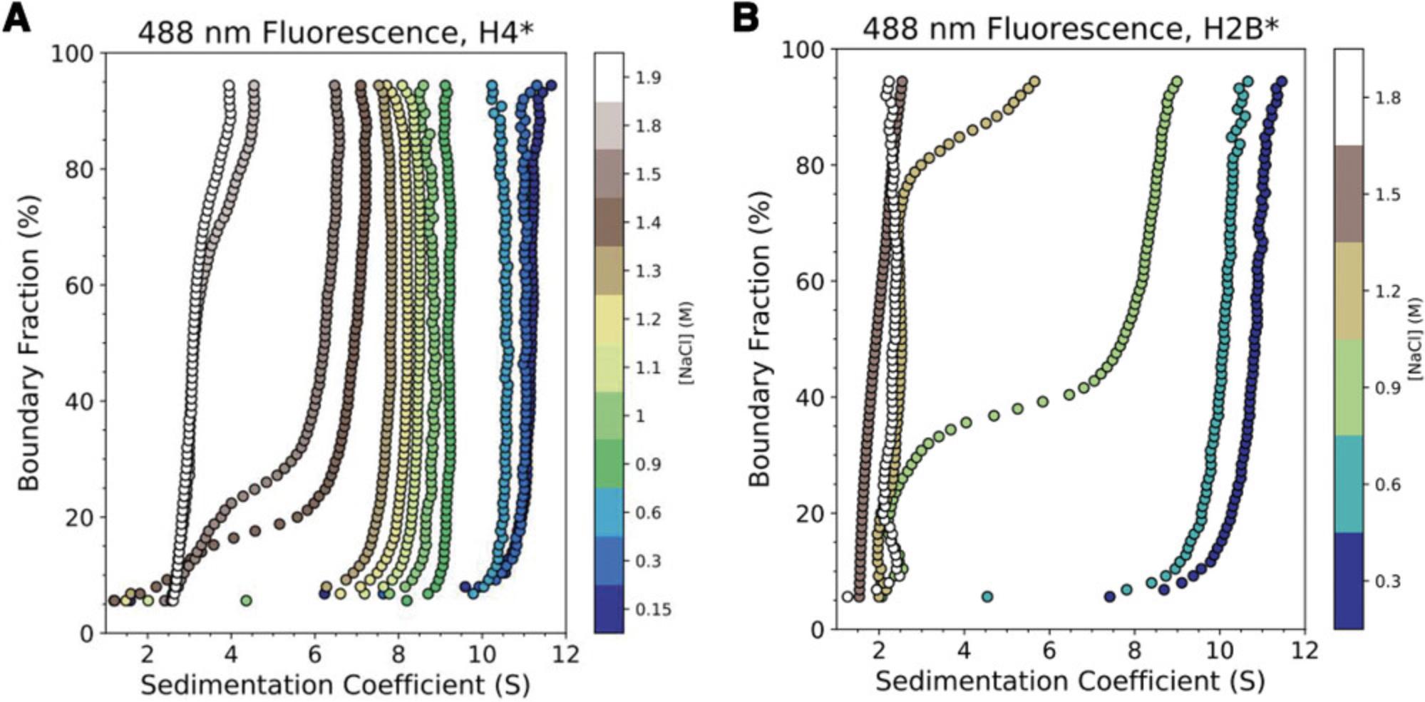 Details are in the caption following the image Salt gradient–induced folding of eukaryotic nucleosomes observed by SV-AUC-FDS. (A) G(s) distributions from an SV-AUC-FDS experiment with labeled H4 (E63C) included in 147-bp X. laevis nucleosomes. After combining reagents at 2 M salt, decreasing the NaCl concentration by stepwise dialysis results in association of histones H3-H4 with DNA between 1.9 and 1.3 M NaCl. The subsequent homogenous increase in sedimentation with decreasing ionic strength is indicative of nucleosome folding. (B) G(s) distributions from an SV-AUC-FDS experiment with labeled H2B (T112C) included in 147-bp X. laevis nucleosomes. After combining reagents at 2 M salt, decreasing the NaCl concentration by stepwise dialysis results in association of histones H2A-H2B with DNA between 1.2 and 0.6 M NaCl.