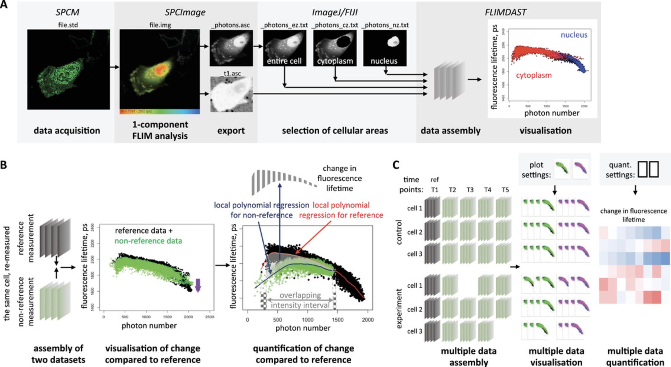 Details are in the caption following the image (A) Data processing pipeline for an individual FLIM measurement. A fluorescence lifetime data file acquired with SPCM software that contains fluorescence decay measurements is first processed in SPCImage to determine a value of fluorescence lifetime in each pixel, using a 1-component exponential decay fitting. The data are exported from SPCImage as two files, “_photons.asc” containing photon numbers in pixel positions and “_t1.asc” containing fluorescence lifetime values in pixel positions. The “_photons.asc” file depicting cell morphology is imported to ImageJ/FIJI, and areas of interest, such as entire cell, cytoplasm, or nucleus, are outlined within this file. For each area of interest, a new text image file is generated in which all values outside selected areas are set to zero. These files and the “_t1.asc” file are further combined within the FLIM DAtaSet Tool (FLIMDAST) that assembles the data into a 3D array, and generates scatterplots of fluorescence lifetime versus photon number in corresponding non-zero pixels of the cellular image, with optional color-coding for different cellular areas. (B) Visualization and calculation of fluorescence lifetime changes in FLIMDAST. The data from the same repeatedly measured cell are first processed as in A, and the 3D arrays representing individual cellular measurements are assembled together and displayed as an overlay of fluorescence lifetime versus photon number scatterplots. The change in fluorescence lifetime is apparent as a vertical shift of the entire distribution. To quantify this shift, a local polynomial regression (LOESS) curve is fitted to each dataset (red and dark blue lines), and the average difference between reference and non-reference curves is determined within the range of photon numbers common to both distributions after removing the brightest 0.5% and the dimmest 0.5% of the pixels from each dataset (gray shaded area), as illustrated in the “quantification of change compared to reference” panel. This produces a single value of change in the fluorescence lifetime from the reference measurement for each non-reference measurement. (C) Analysis of the entire time-course experiment within FLIMDAST. The FLIM data from multiple cells for multiple experimental conditions repeatedly collected throughout the time course are located and assembled within FLIMDAST, and each measurement is assigned a reference to which it will be compared. Several measurements of the same cell can share the same reference, as depicted in the “multiple data assembly” panel. The entire experiment is processed at once, to generate overlay scatterplots similar to that in B, as shown in the “multiple data visualisation” panel. The changes in fluorescence lifetimes are also quantified at once for all measurement-reference pairs in the entire experiment, using the same algorithm as in B, and is provided as a table, as illustrated in the “multiple data quantification” panel.