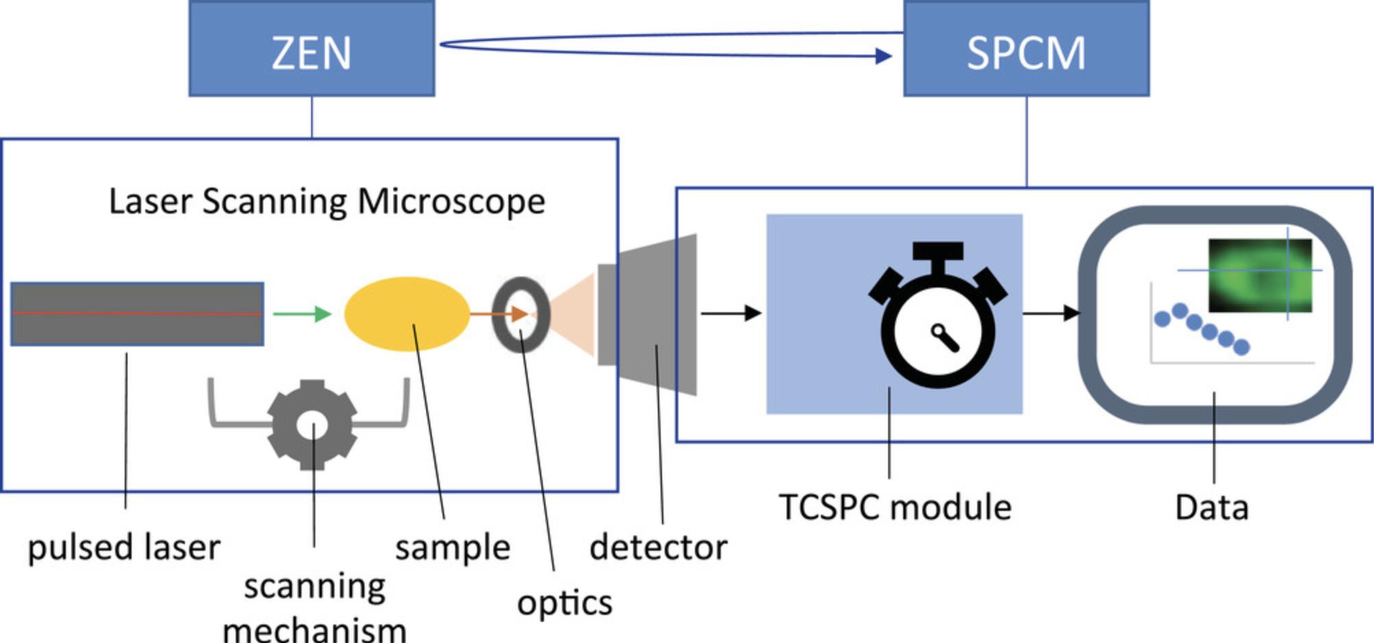 Details are in the caption following the image Main components of the instrument assembly and software used in Basic Protocol 2 and Alternate Protocol 2 for fluorescence lifetime measurements. Zen software controls the light path including pulsed laser, optics, sample position, and detector, while SPCM software controls the TCSPC module that processes the detector outputs to generate the time-stamped photon map. The two software applications generally run independently from one another. If set as described in Alternate Protocol 2, SPCM takes an additional input from ZEN (indicated as a curved arrow) as a trigger to initiate fluorescence lifetime measurements during time-lapse FLIM.