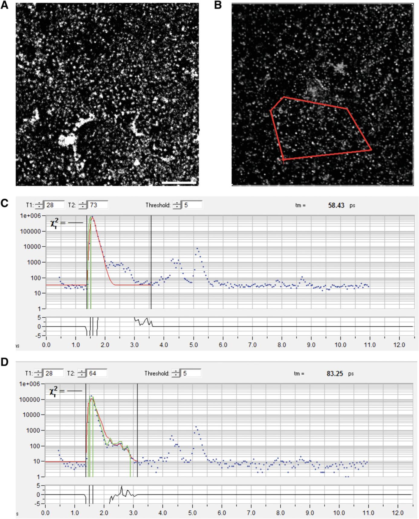 Details are in the caption following the image Measuring IRF for 2-photon FLIM using gold nanorods. (A) Image of air-dried gold nanorods on the coverslip, acquired with a Zeiss 710 microscope using 920-nm 2-photon excitation and detected in GFP emission channel. Size bar 10 µm. (B) Photon intensity map displayed in SPCImage during analysis of fluorescence lifetime of air-dried gold nanorods. The bold red outline includes an arbitrary area selected for analysis that is combined into one dataset. (C) The photon trace of the dataset selected in B (blue dots) displayed in SPCImage. The horizontal axis shows micro-time in ns (e.g., the time from a laser pulse to detected emission of a photon from the sample). The vertical axis shows the cumulative number of photons detected within respective time bins. The black vertical lines are manually positioned to include the part of the curve from the rising edge (left line) to the end of the first major peak (right line). (D) The same as in C, but the IRF (green line) is set to outline the gold nanorod photon trace within the selected area.