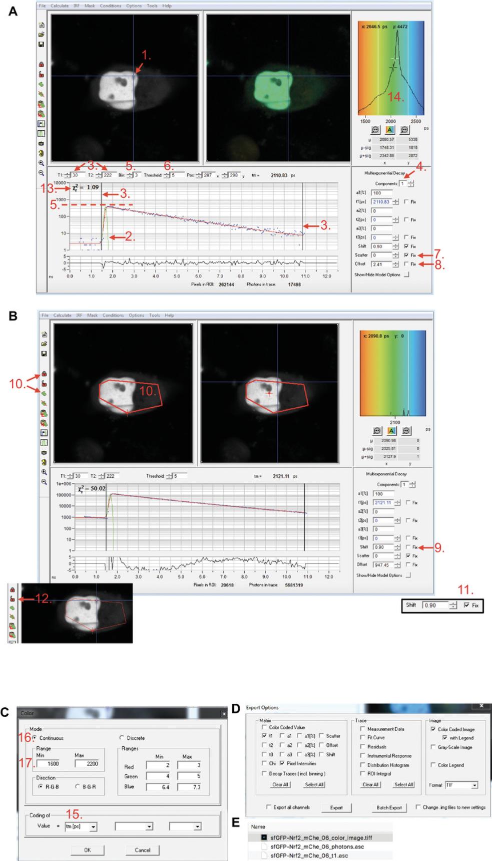 Details are in the caption following the image Data analysis in SPCImage. An SPCM-generated fluorescence lifetime measurement data file from a cell co-expressing sfGFP-Nrf2 and free mCherry is imported into SPCImage. The important features/parameters are indicated by numbers. (A) (1) position of the pixel whose photon trace (blue dots), fitted fluorescence decay curve (red line), and synthetic IRF (green line) are displayed in the bottom panel. By default, the IRF calculated for this pixel and the other parameters set up in the bottom and right panels will be applied to the analysis of the entire image. (2) IRF curve. (3) Positions of left and right boundaries that encompass the time frame within each pulse gap to be used for data analysis. (4) The user-defined number of components in the exponential decay model to be fitted to the data, for obtaining fluorescence lifetime values. (5) User-defined level of spatial binning and the height of the data peak that is altered by binning. (6) Threshold of intensity (photon number in trace) above which the data are analyzed. (7) Scatter. (8) Offset. (13) Goodness of fit value, assessing how closely the model (red line in the bottom panel) corresponds to the data (blue dots in the bottom panel). (14) Fluorescence lifetime histogram that sets the color-coding for fluorescence lifetime displayed in the second top window. (B) Setting up Shift value: (9) Shift, initially un-fixed. (10) Icons used for selecting the representative area within the cell (“selection”) and collecting all the data within this area into one dataset (“lock”). (11) Shift, fixed at the value fitted for dataset selected in 10. (12) “Unlock” icon to remove data pooling. (C) Color panel: (15) choice of parameter to be displayed; (16) mode of color display; (17) the scale of the color-coded map. (D) Export Option panel with suggested export options selected. (E) Example of data files exported from SPCImage, with the default names generated for the original file named sfGFP-Nrf2_mChe_06.sdt.