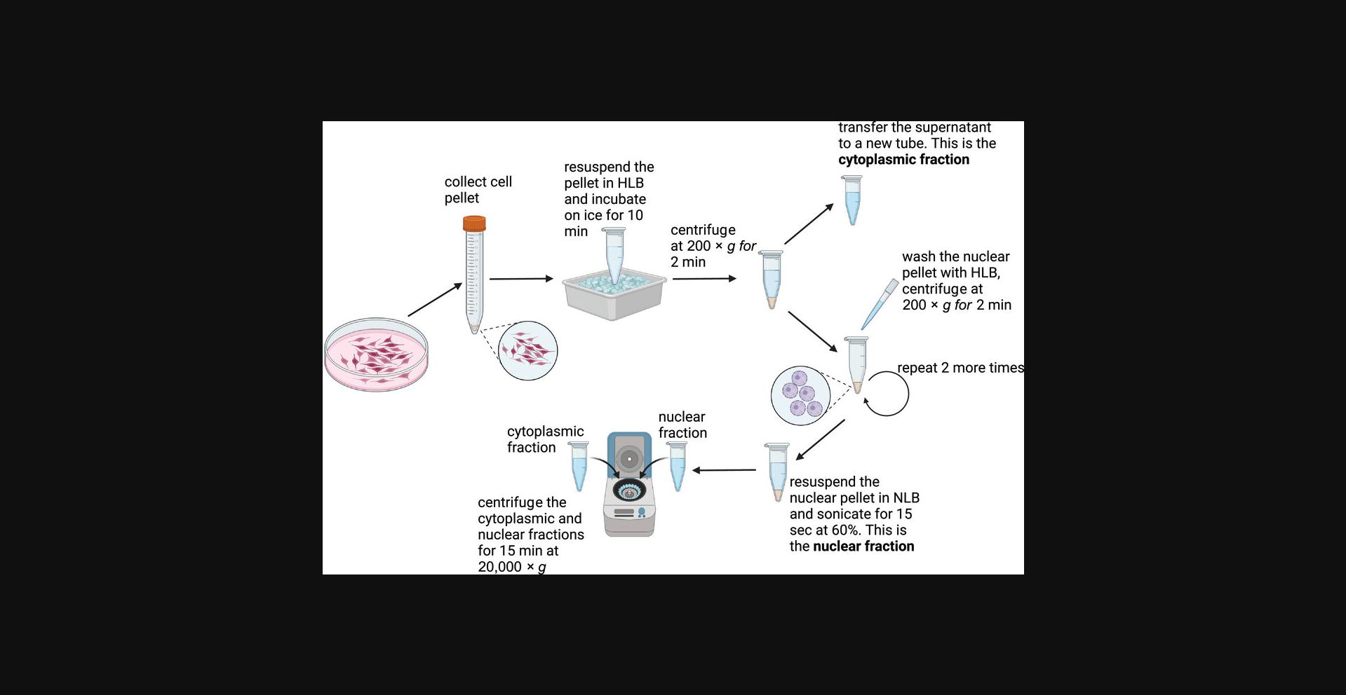 Details are in the caption following the image Scheme of the biochemical fractionation experimental procedure.