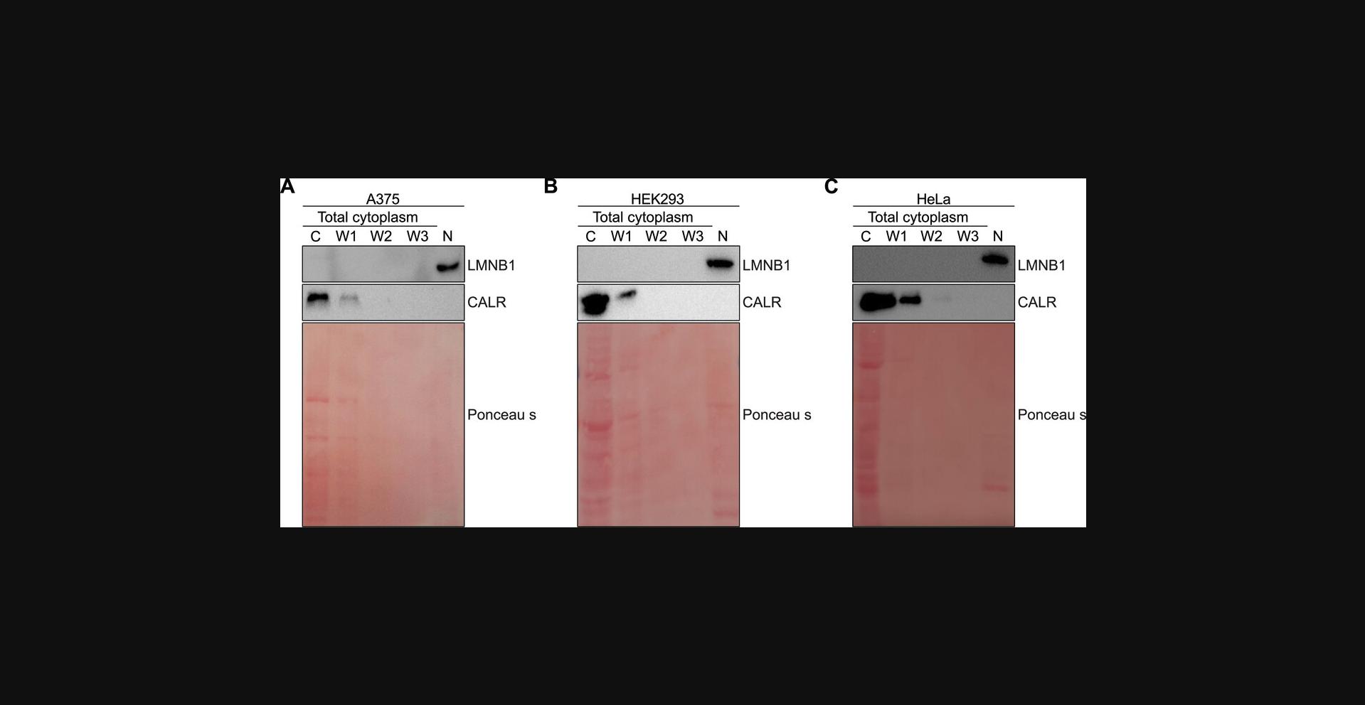 Details are in the caption following the image Representative images of Ponceau S staining and Lamin B1 (LMNB1) and Calreticulin (CALR) immunoblots after biochemical fractionation for cytoplasmic (C) fraction, washes 1-3 (W1, W2, W3) and nuclear (N) fraction obtained from (A) A375 cells, (B) HEK293 cells and (C) HeLa cells.