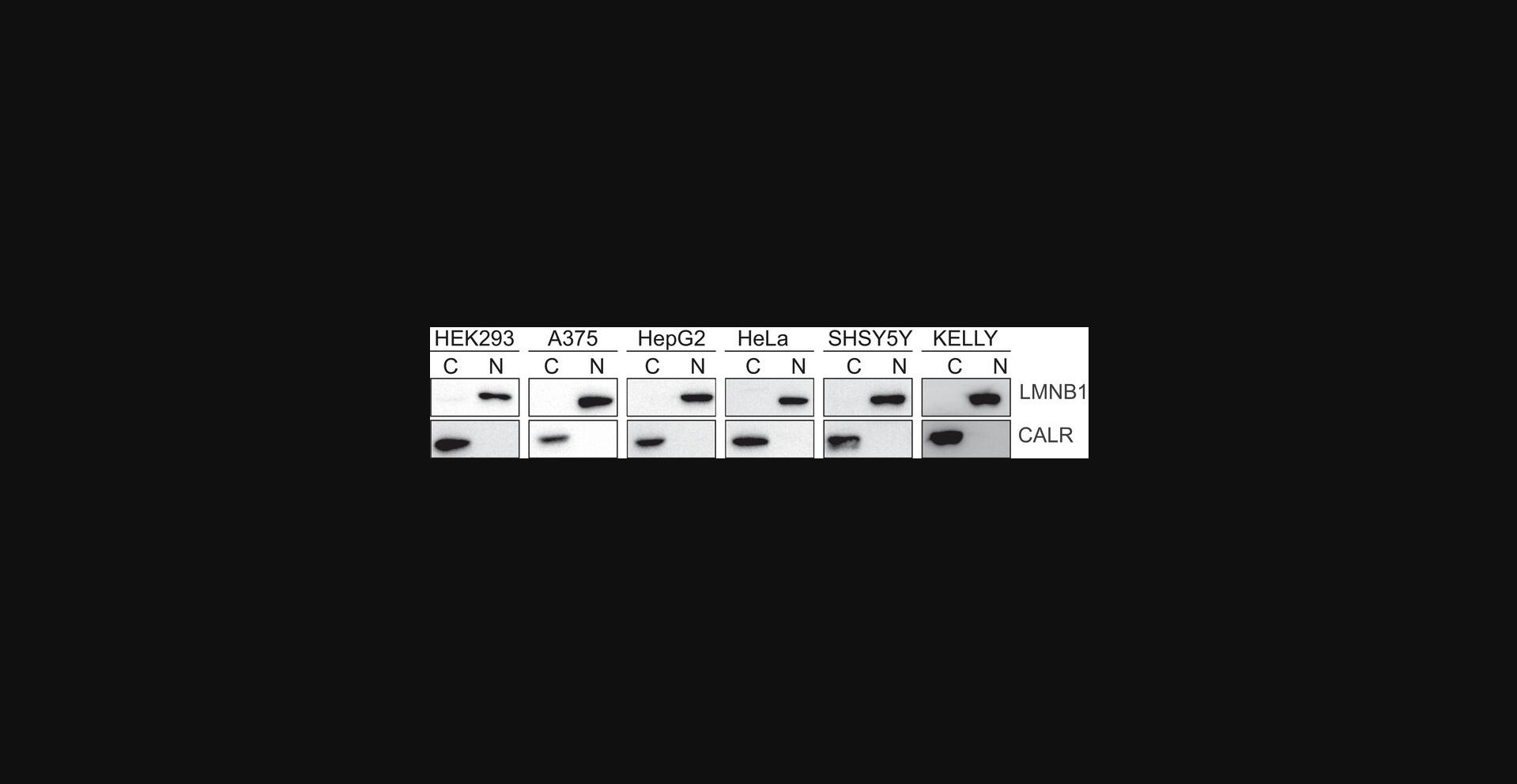 Details are in the caption following the image Representative images of Lamin B1 (LMNB1) and Calreticulin (CALR) immunoblots for cytoplasmic (C) and nuclear (N) fractions after biochemical fractionation of different cancer cell lines.