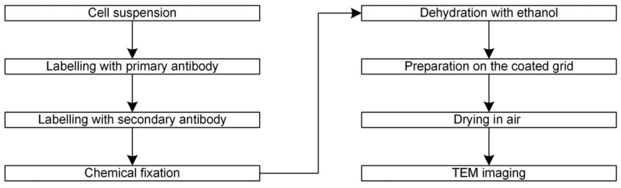 Details are in the caption following the image Flow chart of the traditional TEM protocol. This diagram shows the main steps of the traditional protocol without data analysis, which is a simple comparison of the pattern of immunogold beads with the Poisson distribution.
