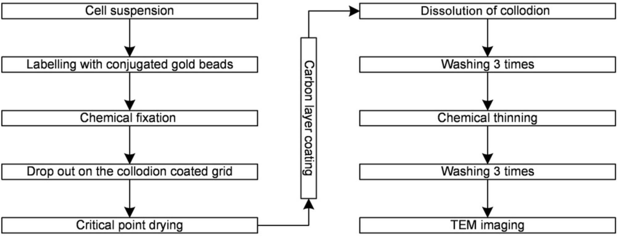 Details are in the caption following the image Flow chart of the new TEM protocol. The basic steps of the newly developed protocol can eliminate the disadvantages of the traditional sample preparation method. The new method involves more steps than the traditional method, however.
