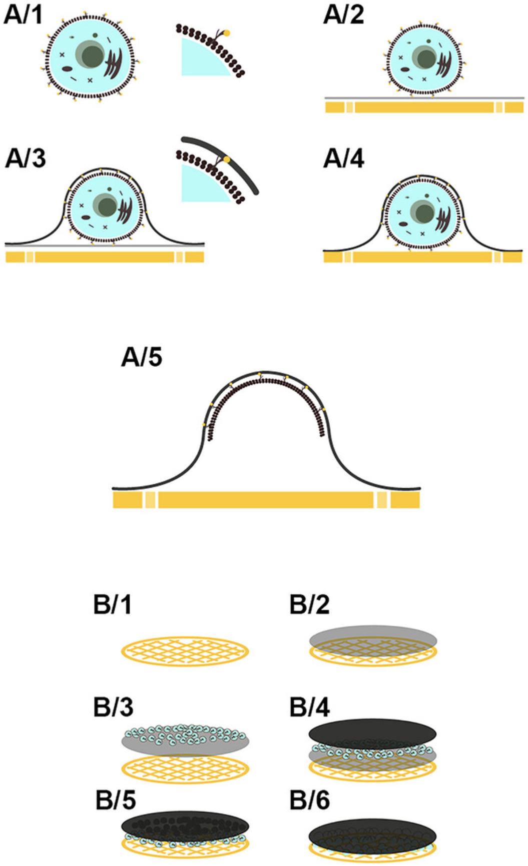 Details are in the caption following the image The scheme illustrates the steps of the new protocol. (A) Steps of the new protocol performed with an individual cell. (A/1) Labeled cell; (A/2) labeled cell on the collodion-coated grid; (A/3) labeled cell with carbon layer; (A/4) dissolution of the collodion layer; (A/5) sample after the cell components are digested (the finished sample). Thick yellow line, grid; thin grey line, collodion layer; solid black line, carbon layer. (B/1) Steps of the new protocol from the point of view of the sample holder grid loaded with cells. (B/1) Initial sample holder TEM grid; (B/2) grid with collodion layer; (B/3) coated grid with labeled cells; (B/4) the state of the sample after carbon coating; (B/5) the state of the sample after the dissolution of the collodion layer; (B/6) the finished sample after the cell is digested.