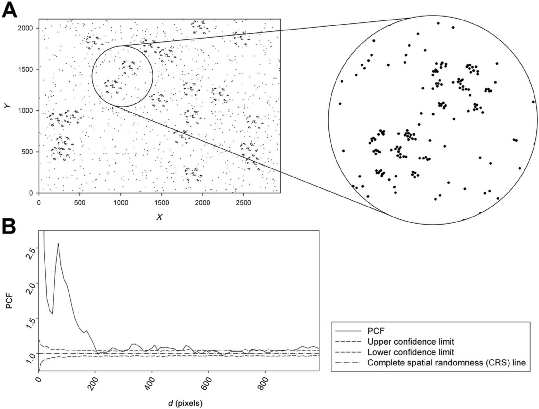 Details are in the caption following the image Demonstration of the relationship between a nonrandom clustered point pattern and its pair correlation function (PCF). The special property of PCF values is demonstrated. (A) Artificially generated point pattern with various sizes and different quantities of clusters. (B) The PCF generated from the clustered point pattern in A, plotted as a function of cluster size.