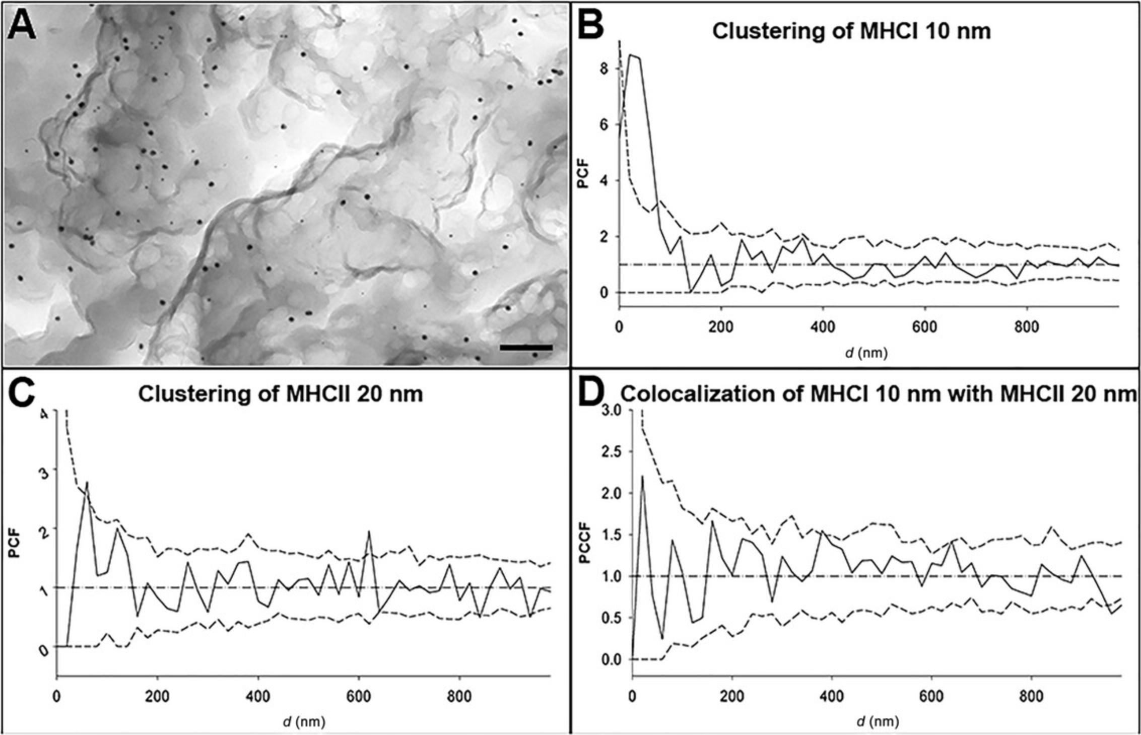 Details are in the caption following the image TEM micrograph of MHCI and MHCII molecules and their pair correlation functions (PCFs). Samples were labeled with anti-MHCI and anti-MHCII antibodies conjugated with 10- and 20-nm immunogold beads, respectively. (A) The finished TEM image. Scale bar, 200 nm. (B) PCF of the MHCI molecules, which shows the possible clusters of MHCI with sizes of approximately 10 and 380 nm. (C) PCF of the MHCII molecules, showing clusters of MHCII of size 20-650 nm. (D) PCCF of MHCI and MHCII, which shows cross-correlation of MHCI and MHCII, indicating a weak association between MHCI and MHCII, between approximately 380 and 620 nm.