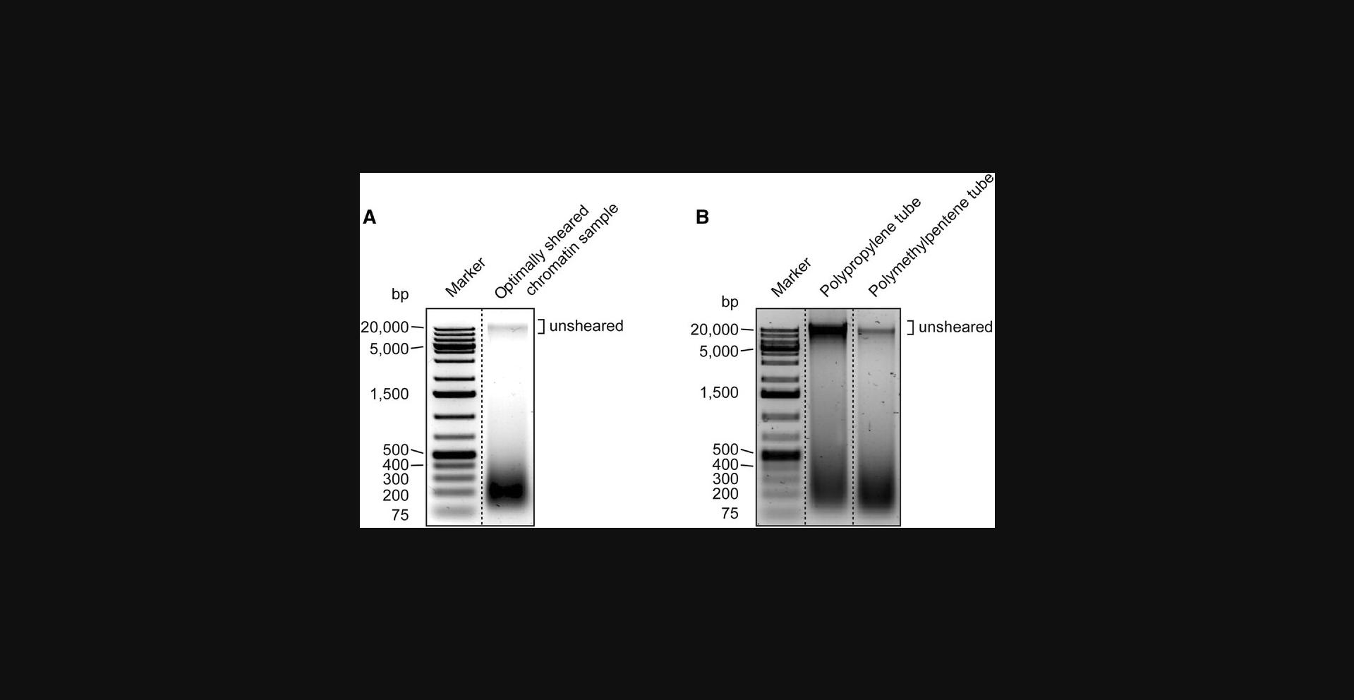 Details are in the caption following the image Sheared chromatin samples analyzed by gel electrophoresis. C. elegans were grown according to Basic Protocol 1. Next, they were freeze-ground and cross-linked and their chromatin sheared by following the steps to the end of step 47 of Basic Protocol 2. Chromatin samples were then cleaned and analyzed by agarose gel electrophoresis (steps 74 to 80 of Basic Protocol 2). (A) Example of optimally sheared chromatin, where most fragments are in the size range of 150 to 300 bp. This was obtained by 12 min of sonication in a Diagenode Bioruptor Plus. (B) In water bath–based sonicators (e.g., Bioruptors), the tube material strongly affects sonication efficiency. Two identical samples were sonicated for 12 min in a Diagenode Bioruptor Plus, using either a standard polypropylene tube or a polymethylpentene tube (the recommended choice according to Diagenode). As can be seen, the softer polypropylene material absorbs some of the ultrasound waves, leading to much reduced shearing efficiency.