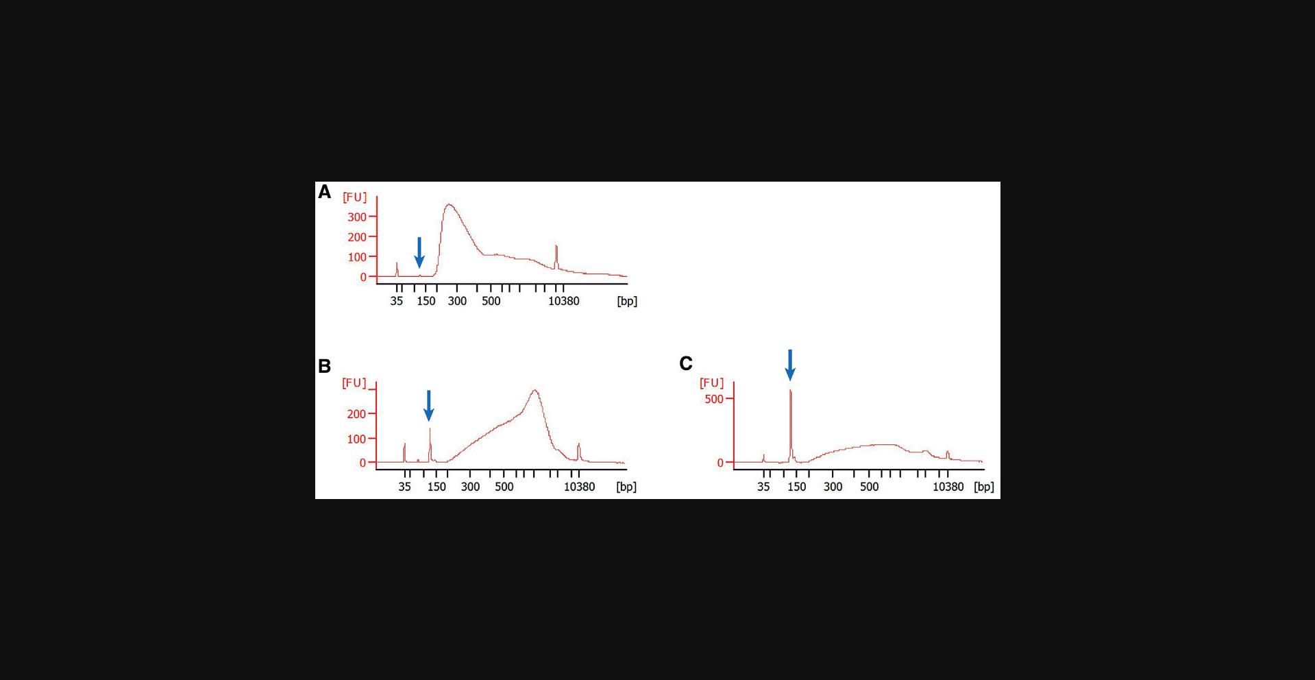 Details are in the caption following the image Examples of good and bad libraries. A total of 1 µl of each sequencing library obtained from Basic Protocol 3 was analyzed with a Bioanalyzer in conjunction with a High Sensitivity DNA Kit (Agilent, 5067-4626). (A) This example shows a good sequencing library. Most of its DNA fragments are in the size range of 200 to 500 bp, and there is little adapter dimer (blue arrow). (B) This library predominantly contains fragments that are >500 bp. This is not ideal, as the resolution of the ChIP-seq will be lower. Most likely, the chromatin was not sufficiently sheared during Basic Protocol 2. There also is now a significant—but still acceptable—amount of adapter dimer (blue arrow). (C) This is an example of a clearly failed ChIP-seq effort. First, there is relatively little library DNA overall. This suggests either too little DNA input into the library construction (e.g., due to insufficient DNA yield from the ChIP) or an experimental error leading to sample loss during Basic Protocol 3. Second, the library's DNA fragments are mostly >500 bp, suggesting insufficient shearing. Third, there is too much adapter dimer (blue arrow). The third issue often arises when there is too little DNA input into the library construction.