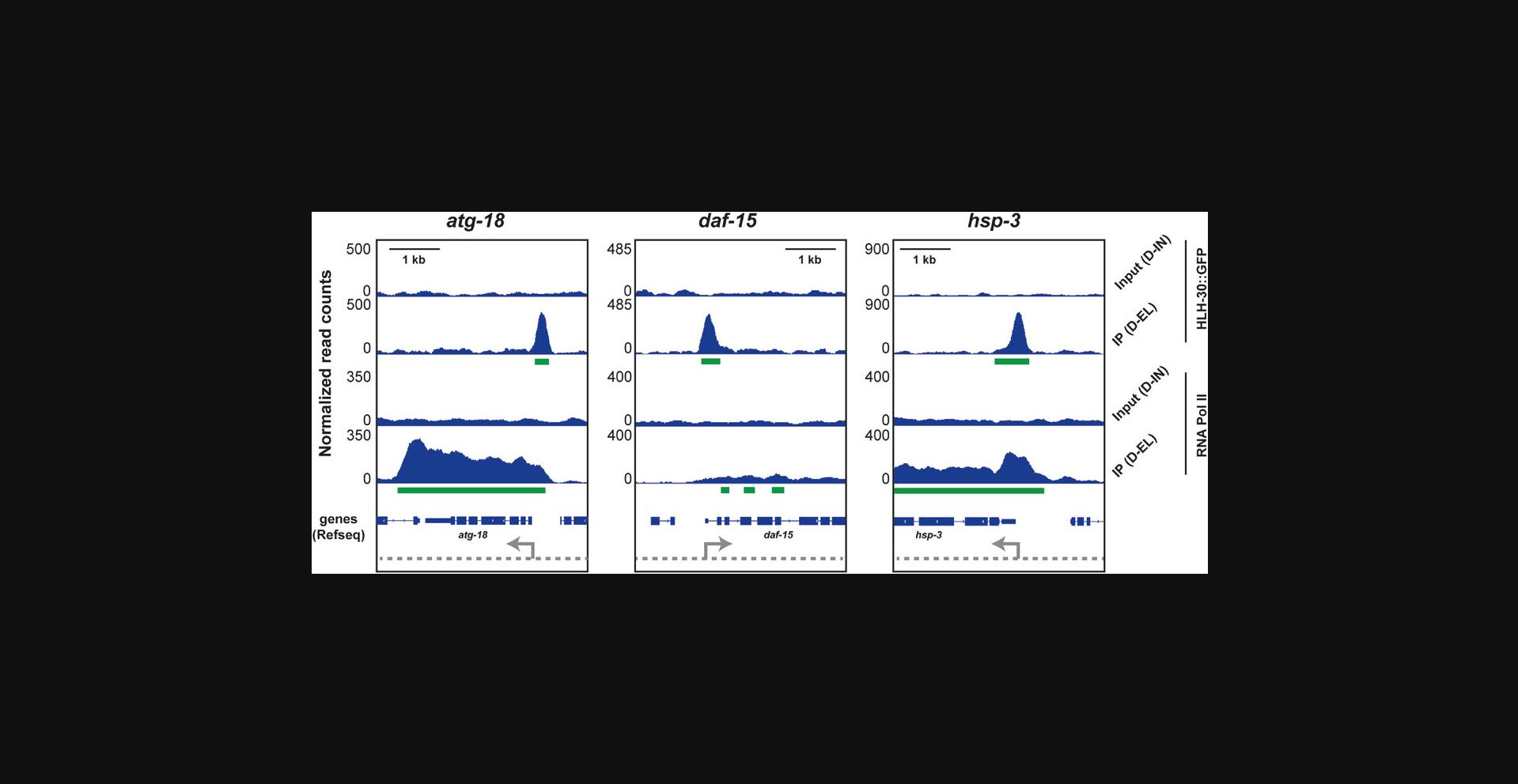Details are in the caption following the image ChIP-seq results visualized in a genome browser. ChIP-seq of HLH-30-GFP and RNA Pol II (AMA-1) was conducted in daf-2(e1370) animals. Mapped sequencing reads from Input (D-IN) and IP (D-EL) libraries are shown at three different genes in the IGV genome browser. Green lines indicate bound regions (“peaks”), as called by MACS 2.