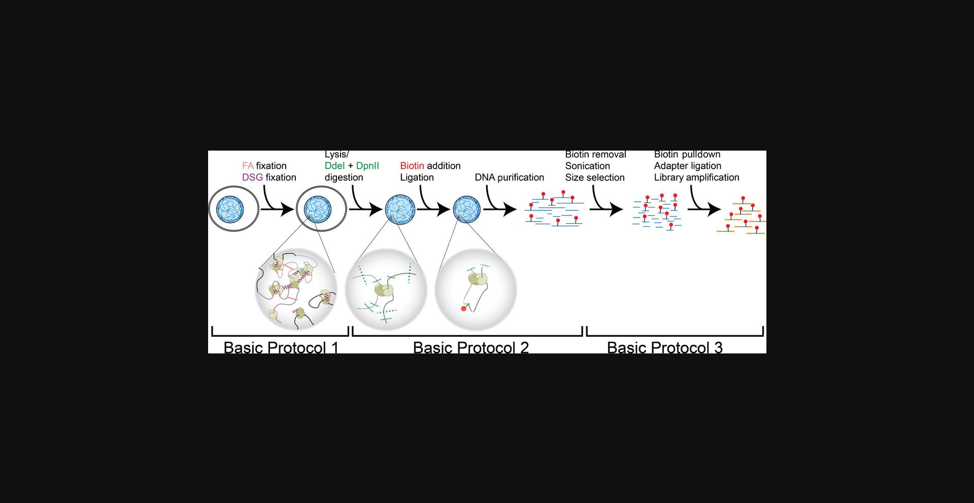 Details are in the caption following the image Overview of the Hi-C protocols described in this article.