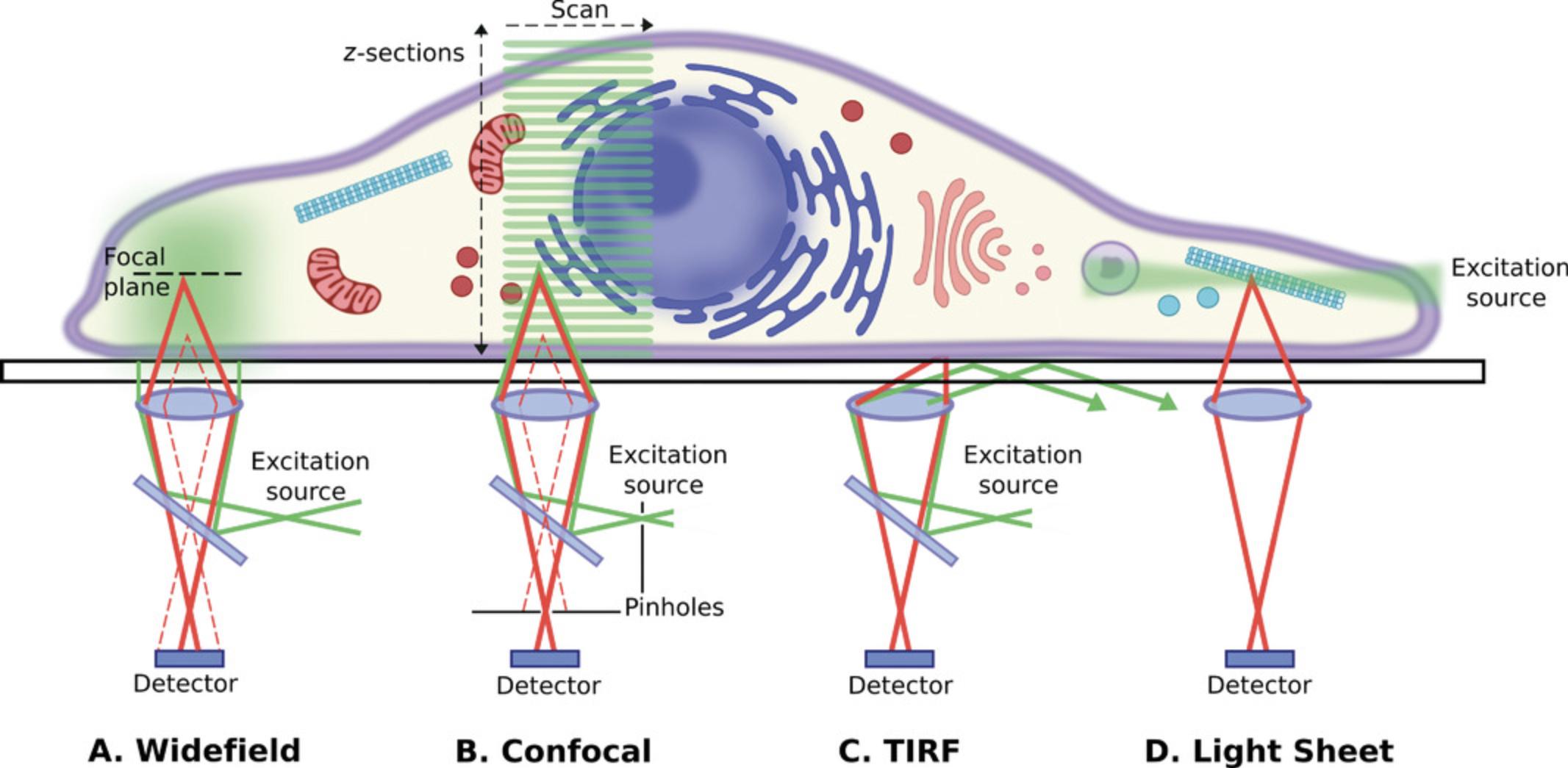 Details are in the caption following the image Super-resolution-compatible fluorescence microscope setups. Green line = excitation light; red solid line = emitted light from the focal plane; dotted red line = out-of-focus emitted light. (A) Widefield microscopes illuminate the entire field of view; blurring in the image is caused by out-of-focus light reaching the camera. (B) Confocal microscopes use pinholes to excite a single xy position and block out-of-focus light from reaching the detector; the excitation position is scanned along the sample (or the pinholes moved on a spinning disk). (C) Total internal reflection fluorescence (TIRF) microscopes cause the excitation light to reflect back off of the coverslip so that the sample is only illuminated by an evanescent wave coming off the laser light that only penetrates to a very shallow depth. (D) Light sheet microscopes illuminate the sample perpendicular to the imaging objective; out-of-focus light is minimized as the sample is not illuminated above or below the focal plane.
