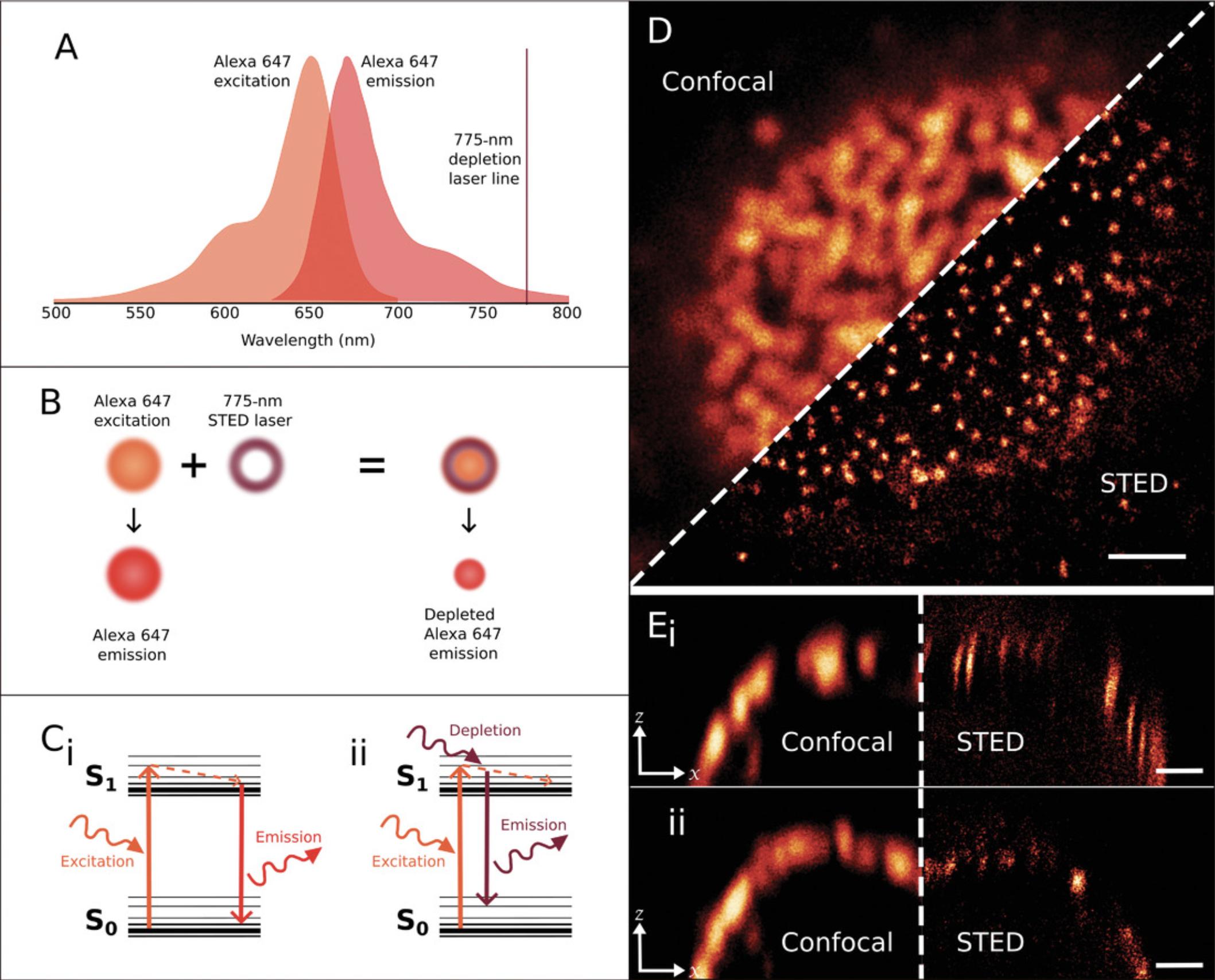 Details are in the caption following the image Stimulated emission depletion (STED) mechanism demonstrated with Alexa 647 fluorescence. (A) Alexa 647 excitation and emission spectra. Successful depletion requires the depletion laser line to coincide with the tail end of the emission spectrum. (B) STED microscopy is achieved by alignment of the excitation beam with a torus-shaped depletion laser. This alignment causes depletion of fluorescent molecules within the region of overlap, producing a subdiffraction region of emission. (C) Jablonski diagrams showing mechanism of depletion. (i) Classical fluorescence: excited electron jumps from ground state (S<sub>0</sub>) to a higher energy state (S<sub>1</sub>); internal conversion processes (dotted arrow) are followed by release of the remaining energy in the form of a fluorescent photon. (ii) STED: high-energy depletion laser forces the excited fluorescent molecule to immediately return to ground state, producing a photon with a shorter lifetime and a red-shifted wavelength. (D) Confocal and STED imaging of J774 murine macrophage cell with nuclear pore protein NUP98 labeled with Alexa 647. (E) xz views of nuclear pores depleted by (i) 2D STED or (ii) 3D STED. In 2D STED only lateral resolution is improved, while in 3D STED part of the depletion power can be diverted to the z-axis to improve axial resolution at a cost of slightly lower, but still subdiffraction, lateral resolution.