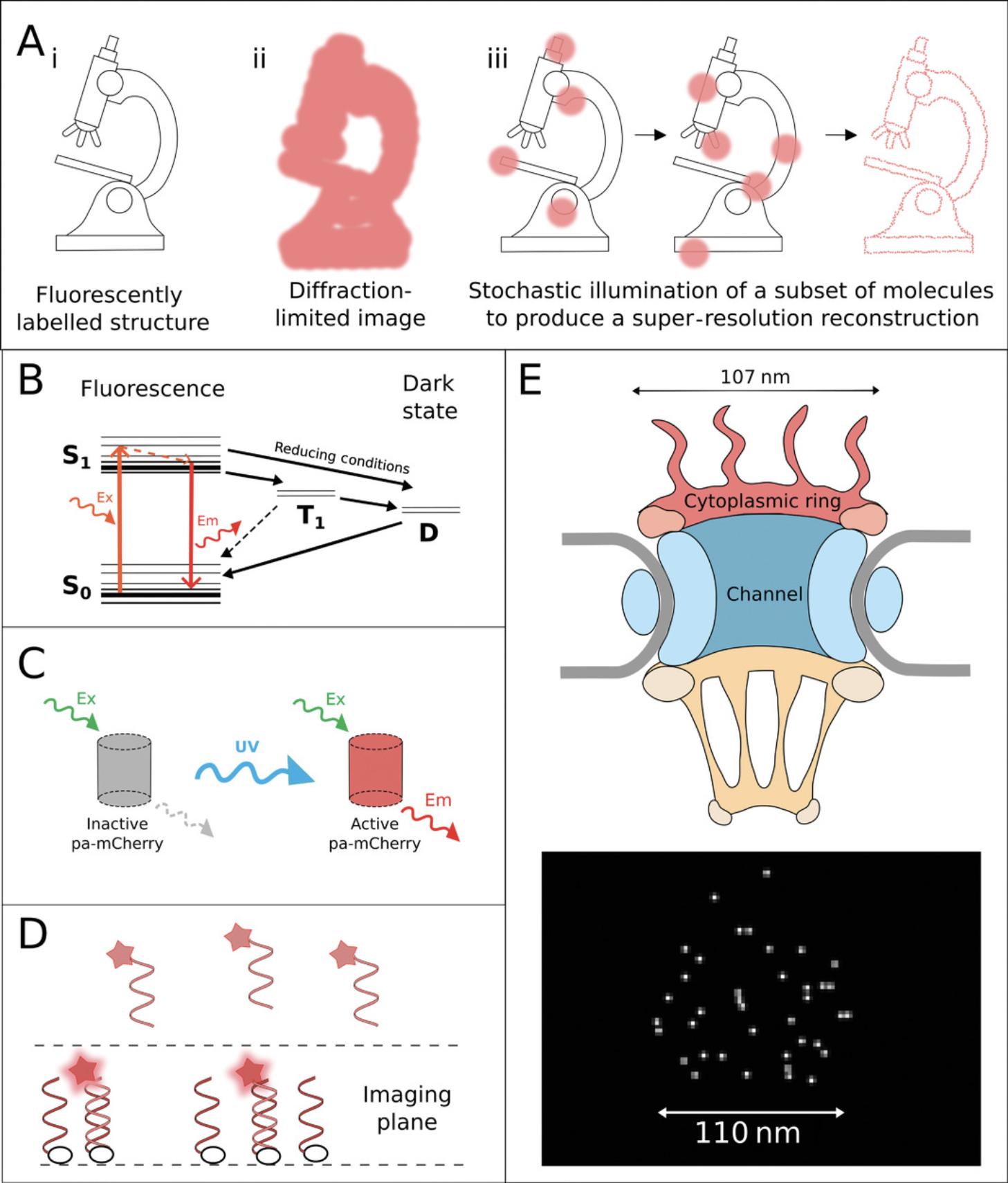 Details are in the caption following the image Single-molecule localization microscopy (SMLM). (A) (i) A hypothetical fluorescently labeled structure; (ii) Diffraction-limited microscopy: All molecules fluoresce simultaneously, and their localizations cannot be differentiated; (iii) SMLM: By causing “blinking” of molecules, individual localizations can be pinpointed to build up a visualization of the overall structure (see Sahl & Moerner, 2013). (B) Principle of direct stochastic optical reconstruction microscopy (dSTORM): Jablonski energy diagram showing how fluorophores switch between fluorescent and long-lived dark states. (C) Principle of photoactivated localization microscopy (PALM): Photoactivatable fluorophores cannot be excited without exposure to an activation wavelength, commonly UV light. (D) Principle of DNA-based point accumulation for imaging in nanoscale topography (DNA-PAINT): Transient binding temporarily immobilizes fluorophores in the imaging plane, resulting in a blinking effect. (E) dSTORM imaging of J774 murine macrophage cell with NUP98 labeled with Alexa 647 shows the expected diameter of a nuclear pore. NUP98 is found in multiple parts of the nuclear pore complex and is therefore not visible as a ring structure. Normalized Gaussian rendering; uncertainty forced to 1 nm to display individual localizations as point objects.