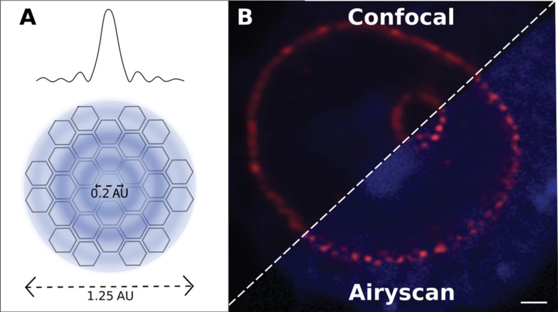 Details are in the caption following the image Pixel reassignment by Airyscanning. (A) Confocal pinhole is substituted with a 32-element Airyscan detector array. Each detector is equivalent to a 0.2-AU pinhole, but the array maintains the light collection efficiency of a 1.25-AU pinhole. (B) J774 murine macrophage cell with nuclei stained with DAPI and nuclear pore protein NUP98 labeled with Alexa 647. Comparison of confocal and Airyscan. High-quality confocal imaging with scan speed, Kalman averaging, and Nyquist sampling maximized for optimum signal-to-noise ratio. Improved resolution provided by Zeiss Airyscan imaging and automatic deconvolution processing. The objective used was a high-Strehl-ratio plan Apochromat 63×/NA 1.4. Scale bar = 1 μm.
