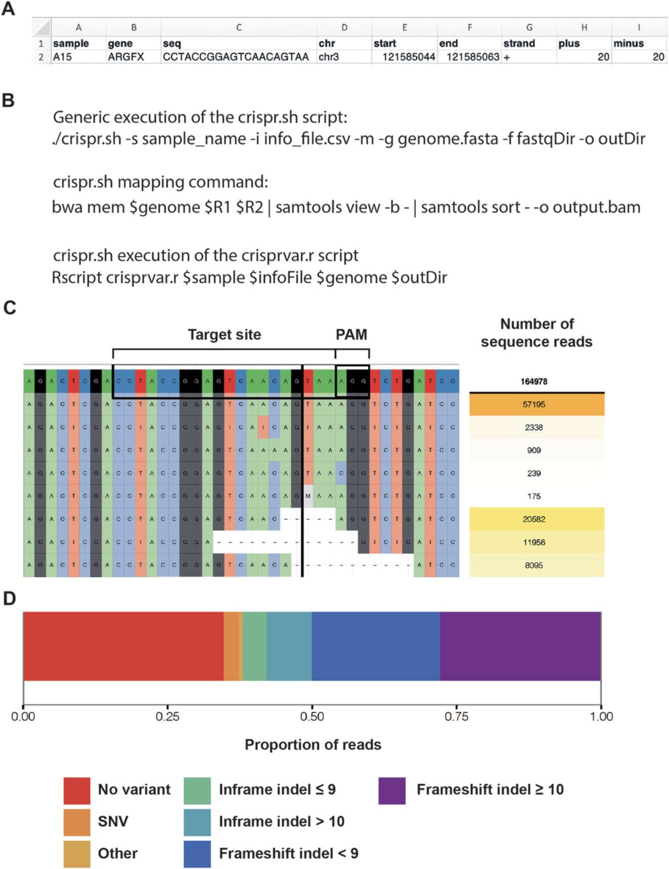 Details are in the caption following the image MiSeq analysis of indel mutations. (A) Example of a filled out info_file.csv, using the gene ARGFX as an example. Pay careful attention that the file is filled out accurately, otherwise the .R scripts will not be able to find the .fastq files, or will be unable to map to the genome correctly. (B) Key lines for the MiSeq analysis pipeline. Top: Example execution format to run the crispr.sh script. This needs to be edited for each sample. Middle: This line should not be edited. This is used to map the .fastq files to the genome. Bottom: This line should not be edited. This executes the crisprvar.r script based on the parameters given in the execution format as per (B) Top. (C) Example of the output from the crispr.sh script. The 20-base sgRNA site is enclosed in the black box, along with the PAM sequence. A vertical bold black line demarcates the location of the cleavage site. The boxes on the right denote the number of times each read was detected in the sequencing. (D) Example of the bar chart output from the crispr.sh script. The total reads from (C) are organized into those that had no variant, single nucleotide variants (SNVs), and inframe and frameshift indels. These are then organized as a percentage. The editing efficiency in the example shown is approximately 65%.