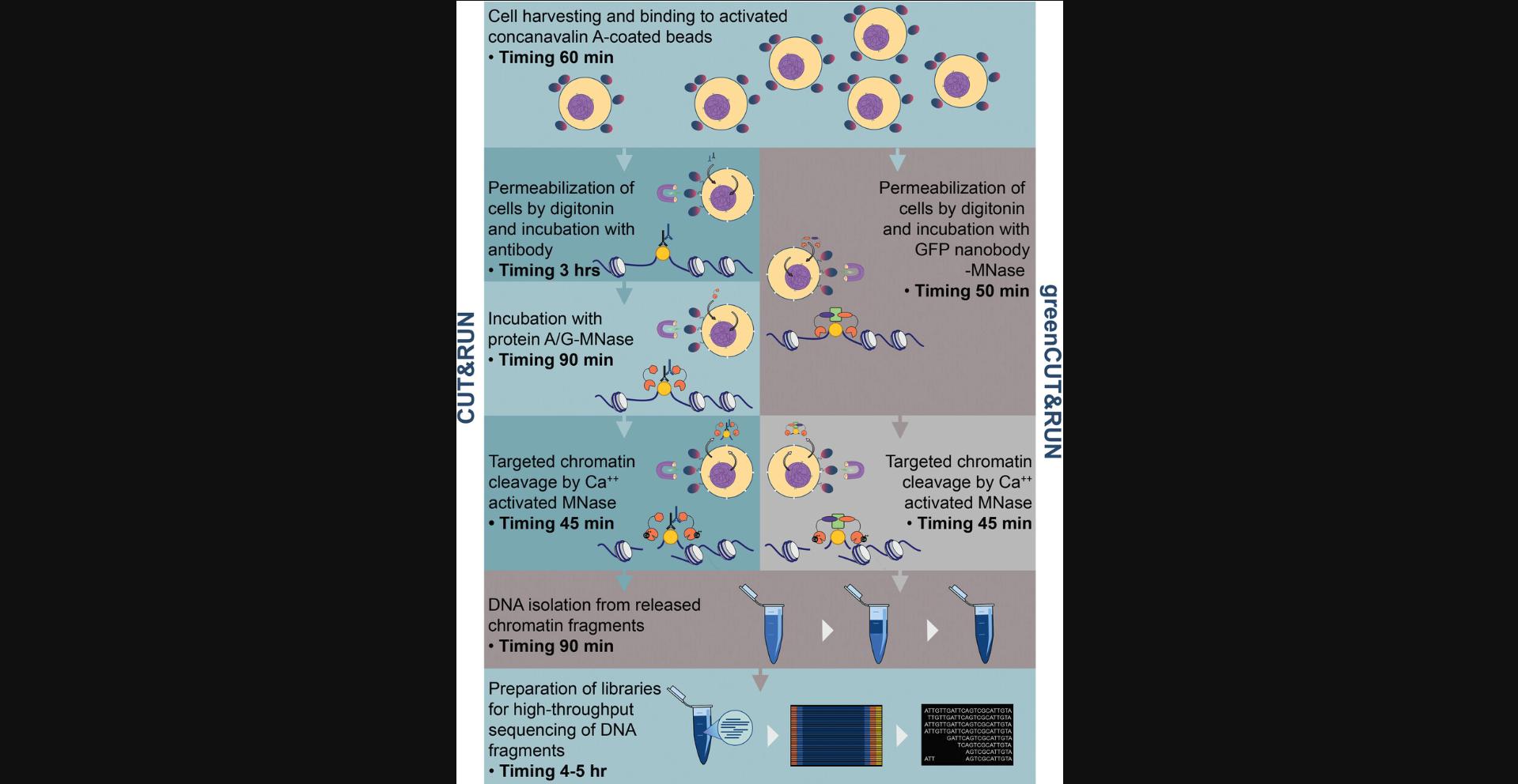 Details are in the caption following the image Flowchart including the time required for the individual steps of the CUT&RUN (left) and the greenCUT&RUN (right) protocols. The ethanol/salt precipitation of DNA fragments in the DNA isolation step is commonly performed overnight. The whole procedure, including library preparation, spans 2 days.