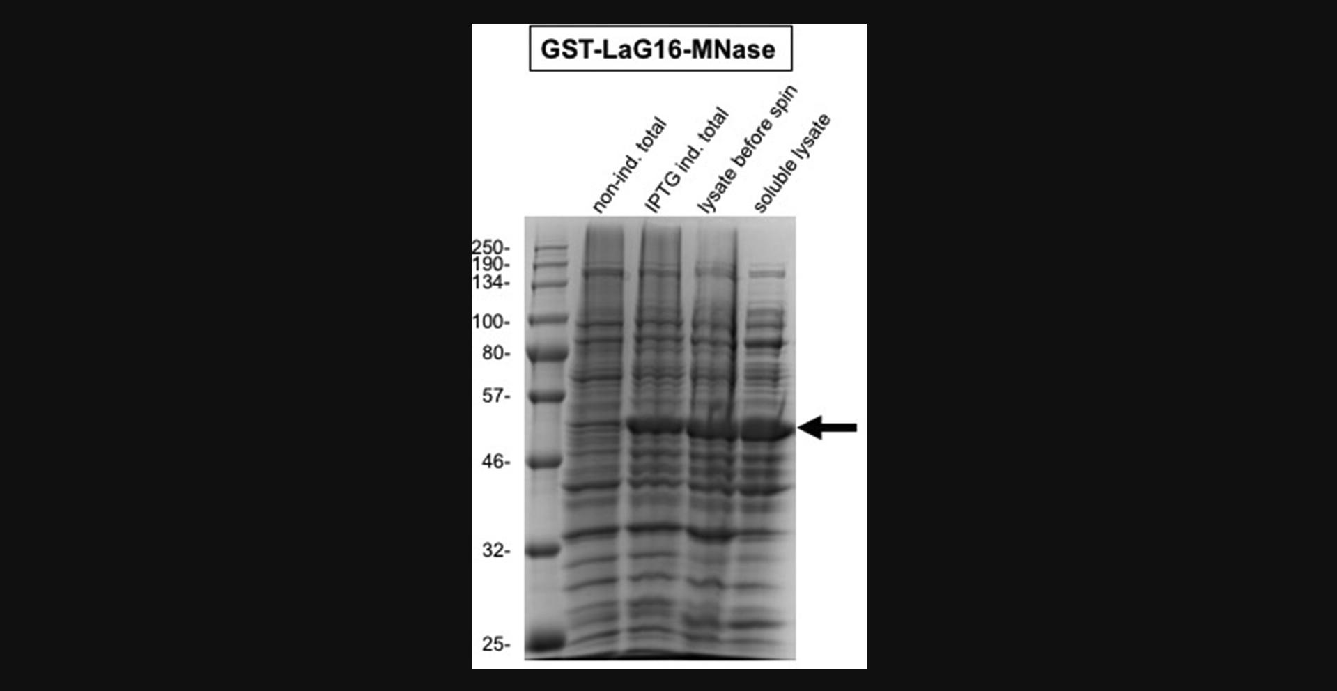 Details are in the caption following the image Coomassie staining of a 12% polyacrylamide/SDS gel for analyzing the expression and solubility of the GST-LaG16-MNase protein following Support Protocol. To the left are the sizes, in kDa, of the co-migrated marker proteins. The other lanes contain, from left to right: 20 µl of the non-induced total lysates (from step 7), 20 µl of the IPTG-induced total lysate (step 11), 5 µl of the sonicated lysate before centrifugation (step 17), and 5 µl of the sonicated lysate after centrifugation (soluble, step 20). The arrow indicates the position of the soluble GST-LaG16-MNase protein.
