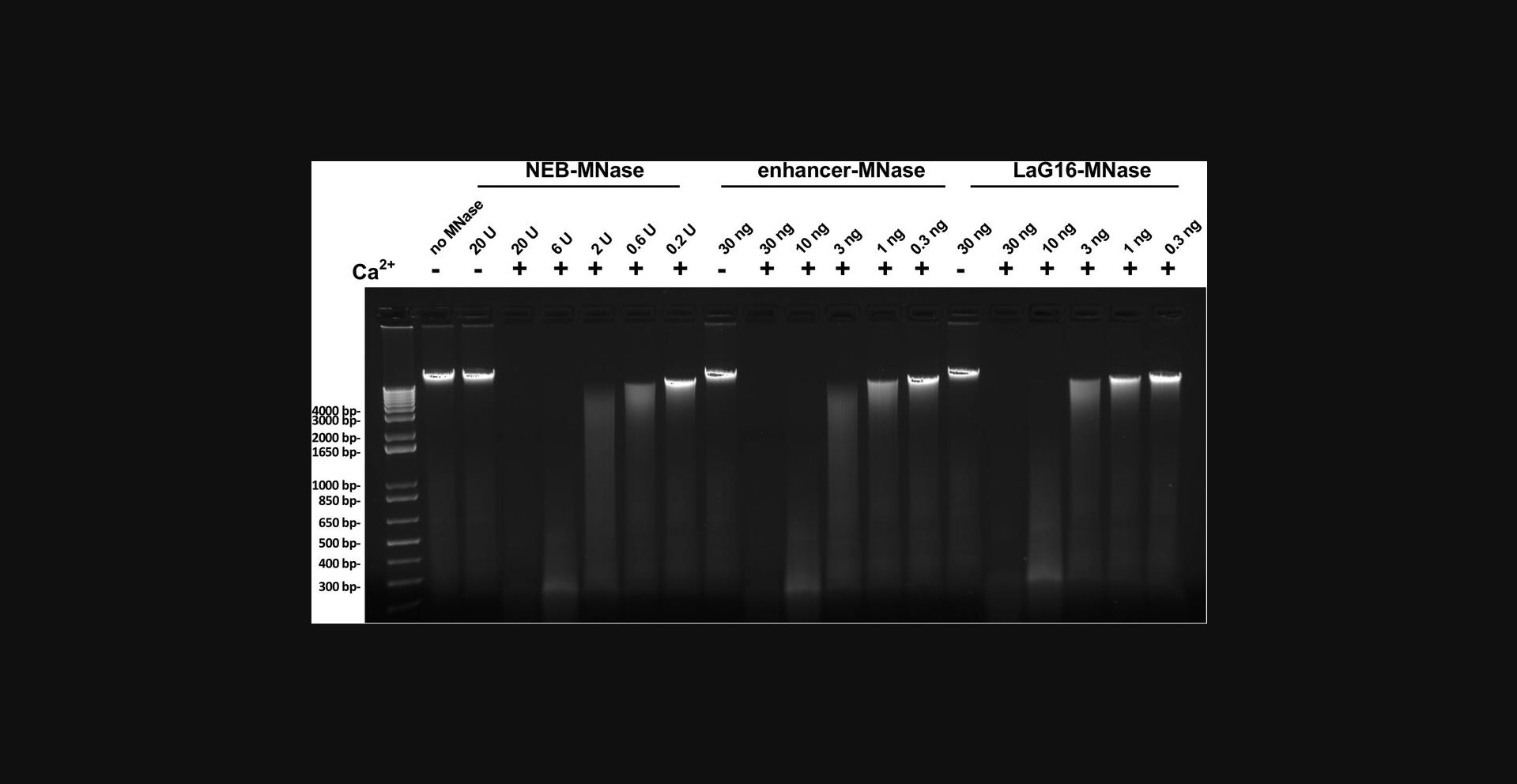 Details are in the caption following the image Ethidium bromide stained 1.2% agarose/TBE gel analyzing the activity of purified recombinant enhancer-MNase and LaG16-MNase proteins, and that of commercial MNase. The indicated amounts are in units for commercial MNase and in ng for the recombinant GFP nanobodies. The + sign denotes addition of CaCl<sub>2</sub> to a final concentration of 5 mM. Increases in MNase result in increased DNA degradation as indicated by the conversion of high-molecular weight to lower molecular weight DNA as indicated by the DNA smears. The leftmost lane includes a DNA ladder.