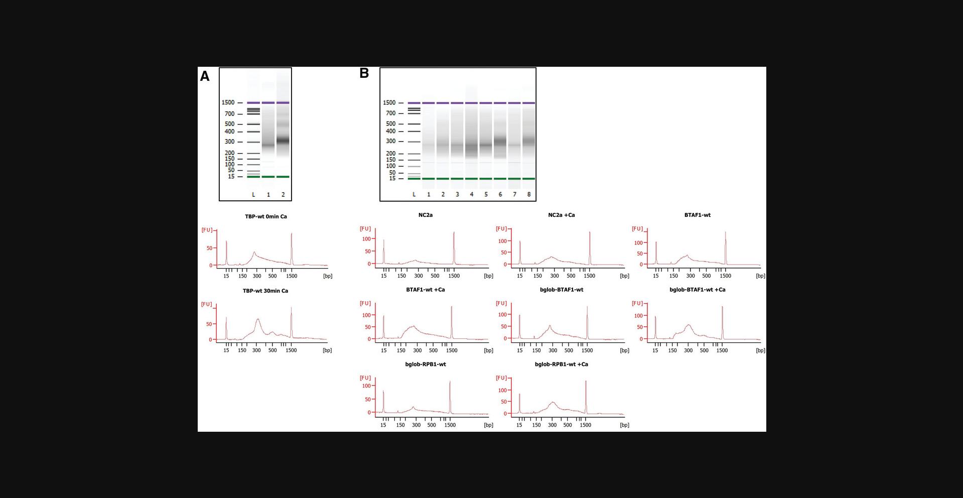 Details are in the caption following the image Bioanalyzer results of greenCUT&RUN libraries from HeLa cells. Panel A depicts the Bioanalyzer profiles of a greenCUT&RUN experiment for GFP-TBP. Shown are the no Ca<sup>++</sup> control (lane 1 and middle panel) and the 30-min Ca<sup>++</sup> incubation (lane 2 and the lower panel). Panel B depicts the Bioanalyzer results of greenCUT&RUN experiments for GFP-NC2α (lanes 1 and 2), GFP-BTAF1 (lanes 3 and 4), GFP-β-globin-BTAF1 (lanes 5 and 6), and GFP-β-globin-RPB1 (lanes 7 and 8).