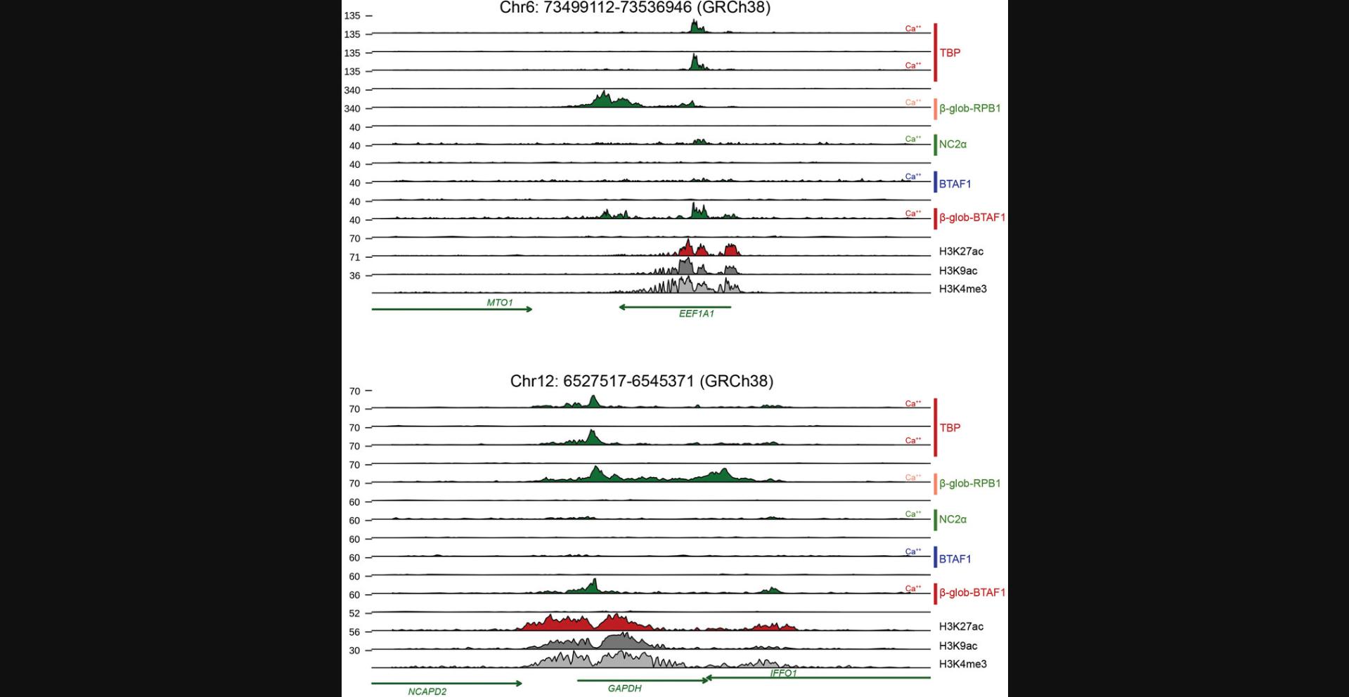 Details are in the caption following the image Example greenCUT&RUN results. The figure shows the genomic profiles of two highly expressed genes (EEF1A and GAPDH) for two independent GFP-TBP, GFP-β-globin-RPB1, GFP-NC2α, GFP-BTAF1, and GFP-β-globin-BTAF1 greenCUT&RUN experiments in HeLa cells. The genomic tracks of histone H3K27ac, H3K9ac, and H3K4me3 modifications for HeLa cells are also included. The histone tracks are derived from datasets deposited in the Gene Expression Omnibus database (H3K27ac: GSM733684; H3K9ac: GSM733756; H3K4me3: GSM733682). The greenCUT&RUN results indicate strong promoter peaks for TBP. For NC2α and BTAF1, only weak peaks are observed. The BTAF1 promoter peaks become stronger using a GFP-BTAF1 expression construct containing a β-globin intron, which increases expression of the construct about five fold. Expression of GFP-RBP1 from this construct leads to strong signals over the transcribed regions.