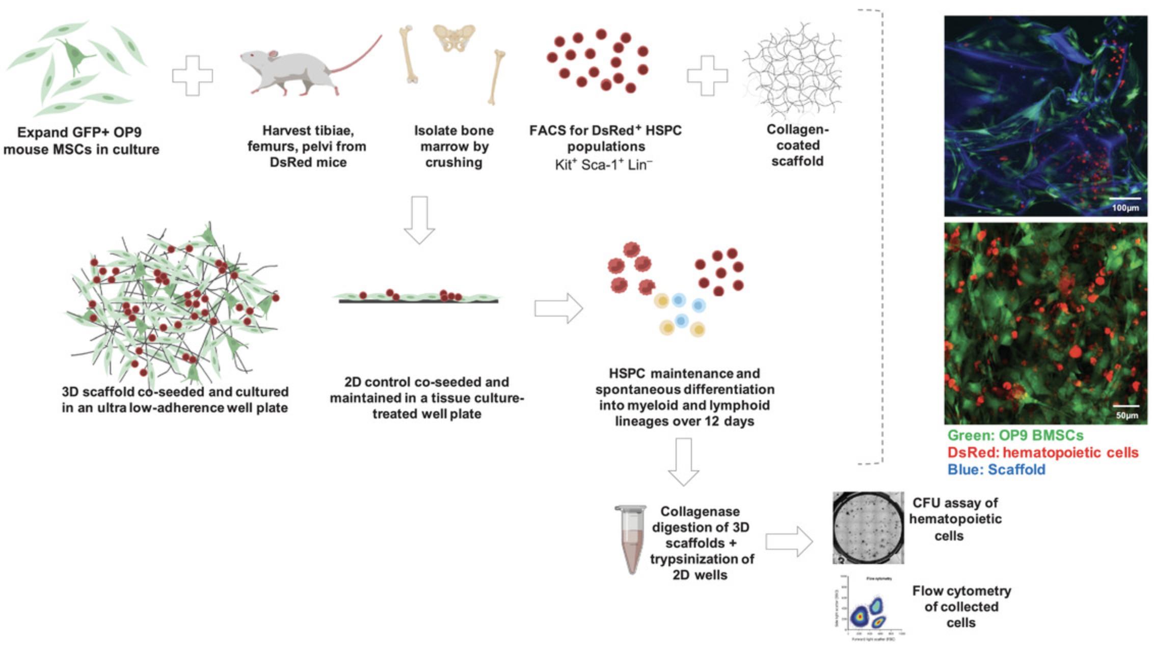 Details are in the caption following the image Overall approach to in vitro studies of HSPC and BMSC co-cultures on 3D scaffolds. Figure made with BioRender and adapted in part from Tavakol et al. (2020) with permission.