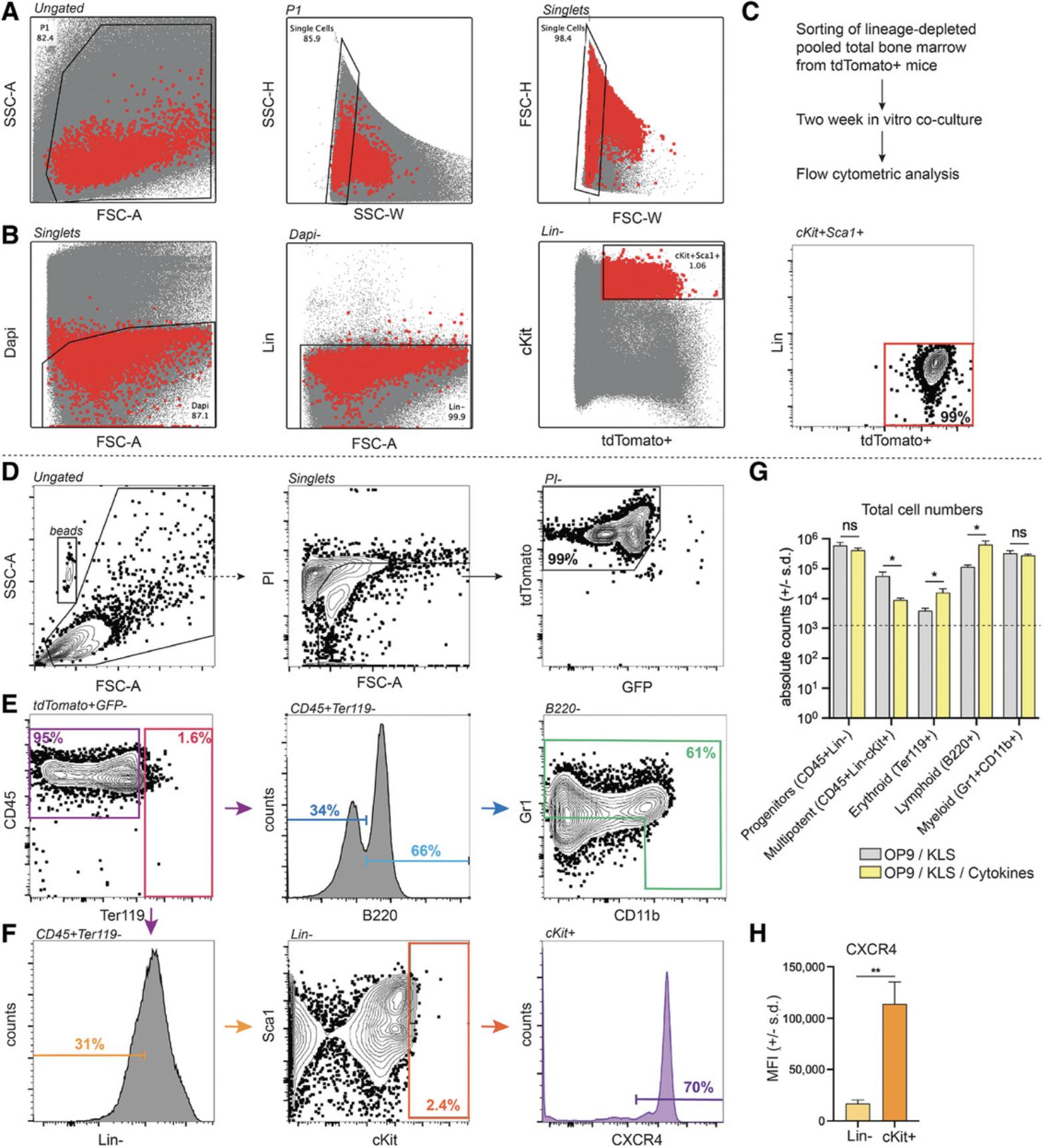 Details are in the caption following the image Flow cytometry gating scheme. (A,B) Gating strategy for cKit<sup>+</sup> Sca-1<sup>+</sup> Lin<sup>–</sup> (KLS<sup>+</sup>) DAPI<sup>–</sup> tdTomato<sup>+</sup> HSPCs. The KLS gate is generously set to sort for progenitor cells. A more restrictive gate set on Sca-1 bright can be set if interested in enriching for more primitive progenitors and stem cells, potentially in combination with CD48, CD150, and CD34 as in Wilson et al. (2008). Nearly all live cells should be Lin<sup>–</sup>, because Lin<sup>+</sup> cells have been magnetically depleted. Note that, in a raw total bone marrow sample, the Lin<sup>–</sup> fraction makes up ∼12% to 17% and that the Lin gate can be easily set based on the back-gating of KLS cells in the Lin gate. (C) From cell isolation to in vitro flow cytometric analysis logic. Microcarrier 3D co-cultures performed in the absence (conditioned medium and serum only) or presence of a cytokine cocktail consisting of 100 ng/ml SCF, 100 ng/ml FLT3L, 50 ng/ml TPO, 10 μg/ml LDL (Stem Cell Technologies, cat. nos. 78062.1, 78009.1, 78210, and 02698). (D-F) Gating strategy of in vitro expanded HSPCs. Plots are from the cytokine condition. (D) BrightCount beads (beads gate) allow for an absolute cell count. Live cells are gated on PI<sup>–</sup>, of which 99.9% are tdTomato<sup>+</sup> GFP<sup>–</sup>. The majority of cells recovered are CD45<sup>+</sup> Ter119<sup>–</sup> hematopoietic cells. (E) The mature lineage antibody panel reveals a minority Ter119<sup>+</sup> erythroid cells and B220<sup>+</sup> B lymphoid cells, and a majority of B220<sup>–</sup> Gr1<sup>+</sup> CD11b<sup>+</sup> myeloid cells. (F) The CD45<sup>+</sup> Ter119<sup>–</sup> population is gated to indicate cKit<sup>+</sup> Lin<sup>–</sup> cells, which are enriched in CXCR4, as expected for HSPCs. (G) Example of cell numbers generated from 3D niches with and without exogenous cytokines. (H) Maintenance of CXCR4 expression on cKit<sup>+</sup> progenitors isolated from 3D co-cultures. *P < 0.05, **P < 0.01 by Student's t test.